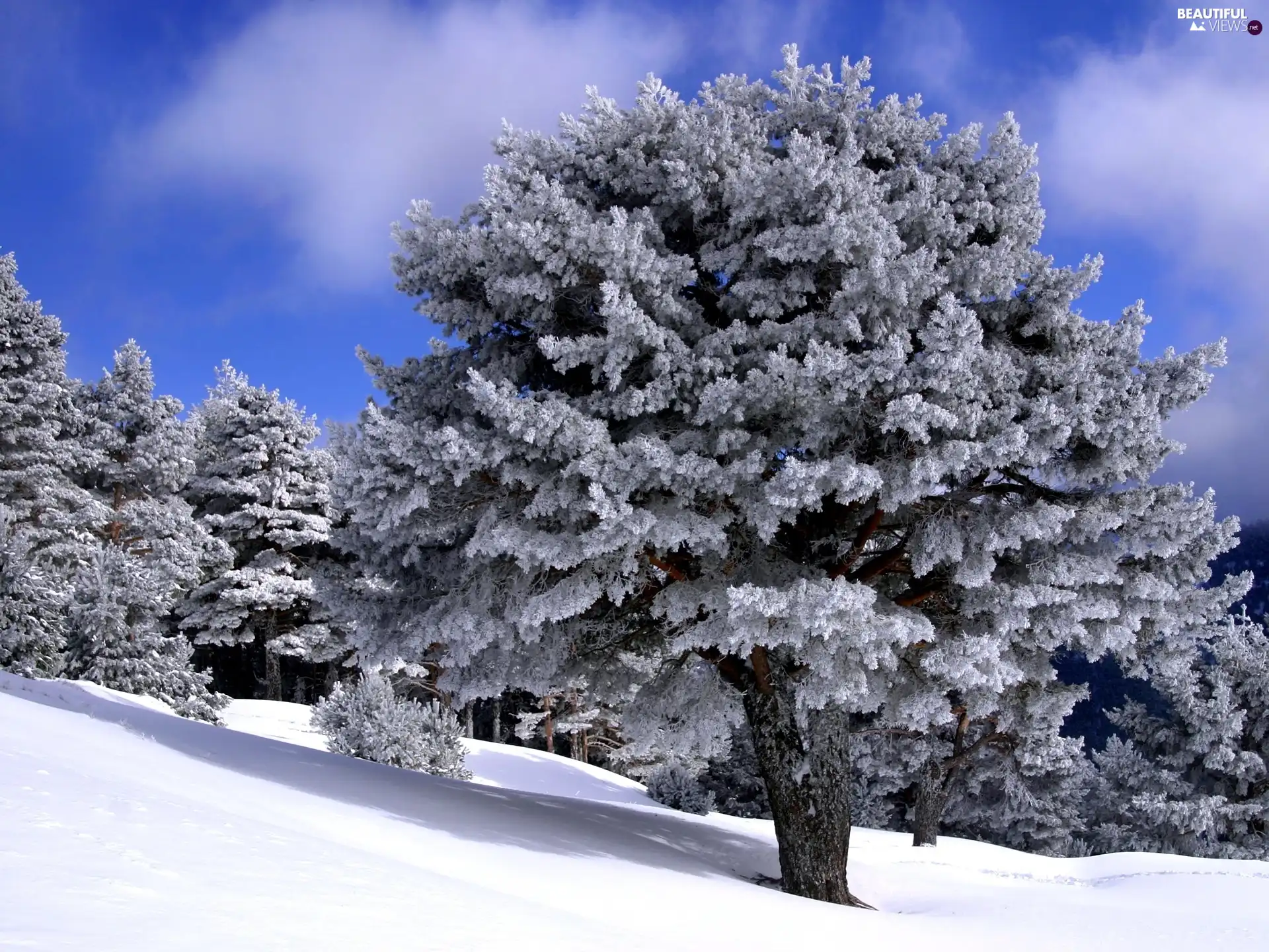 trees, winter, Mountains, Hill-side