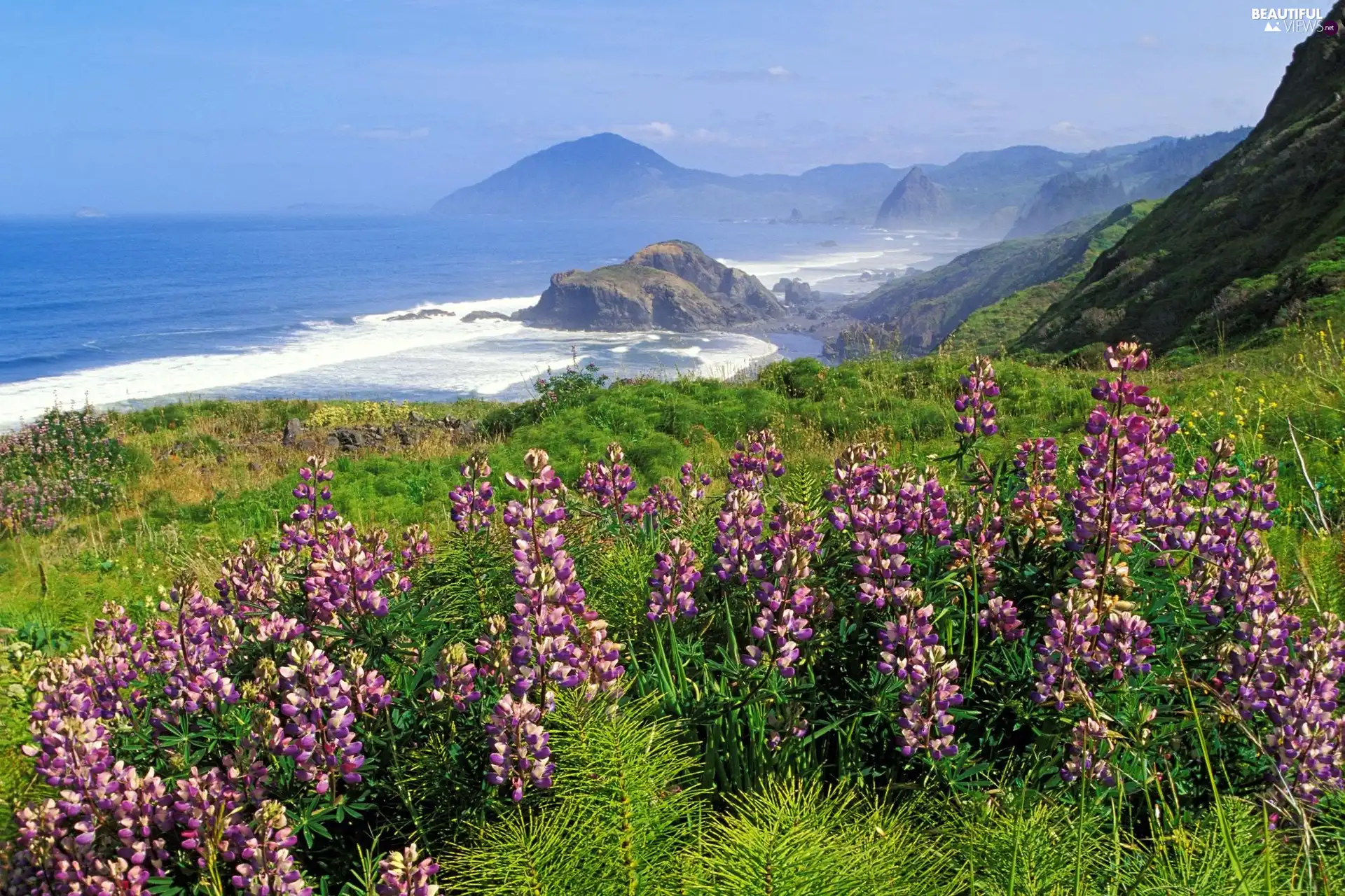 Mountains, sea, lupine