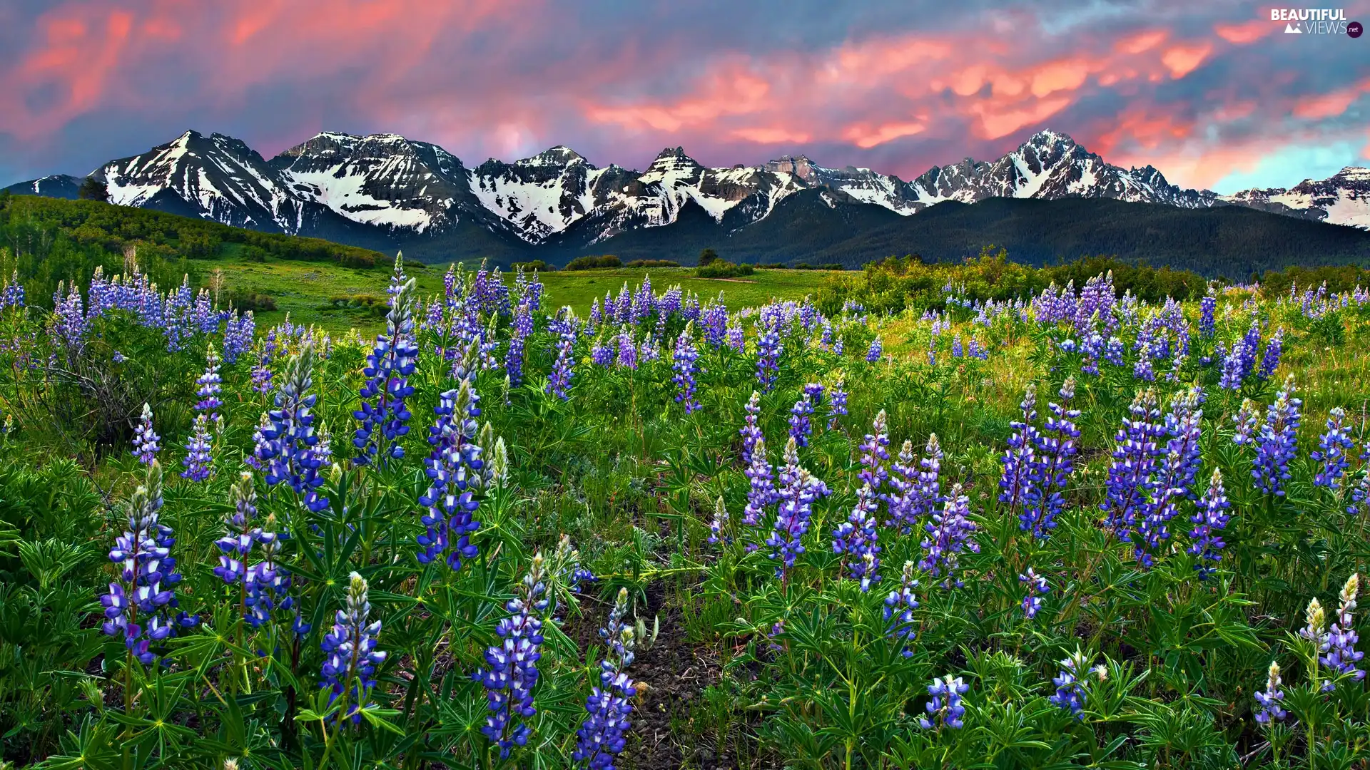 Meadow, lupine, Mountains, Flowers