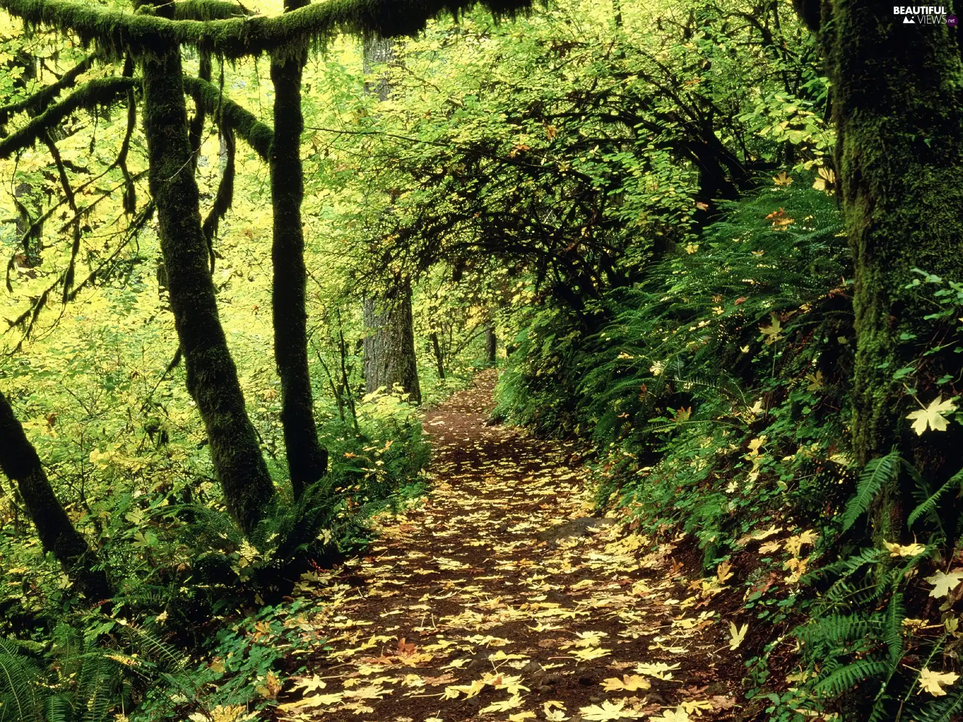 trees, thick, Narrow, Path, viewes, forest