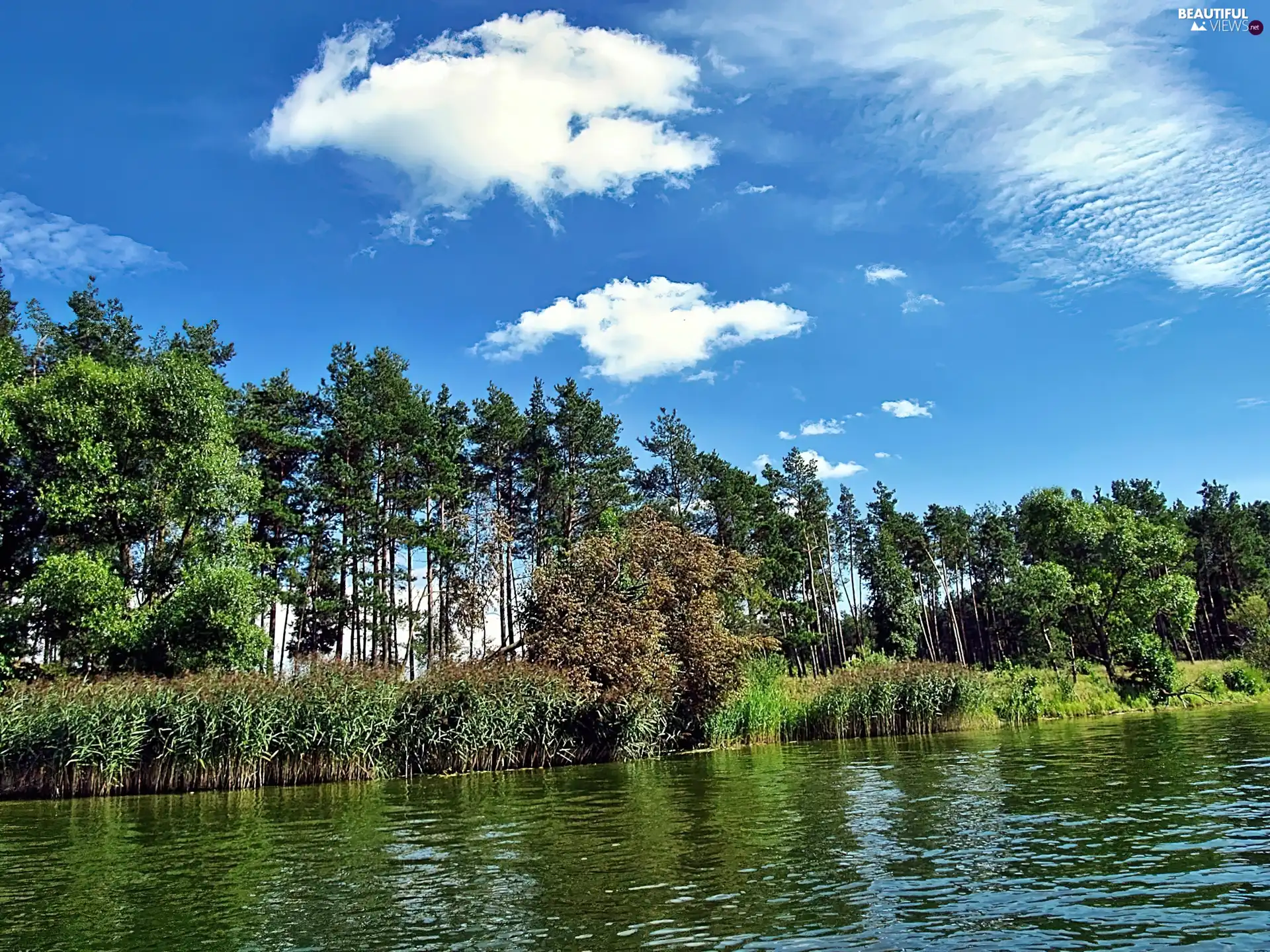 grass, trees, Sky, viewes, lake, nettle, clouds