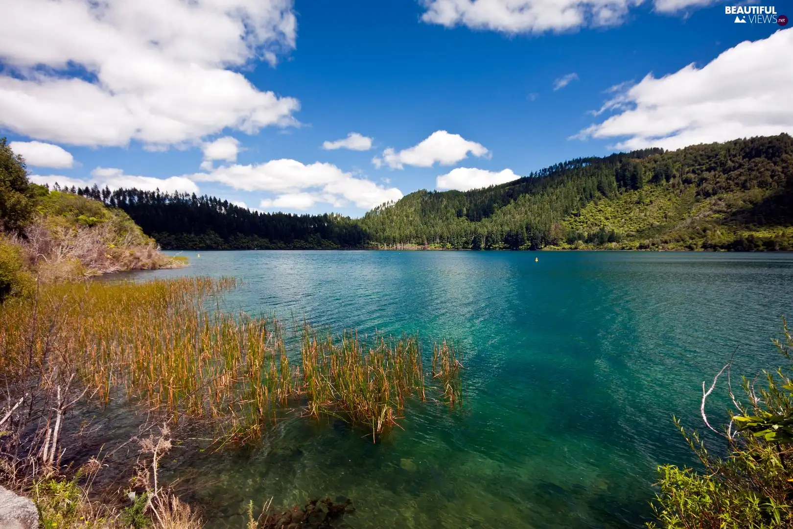 New, Zelandia, woods, clouds, lake