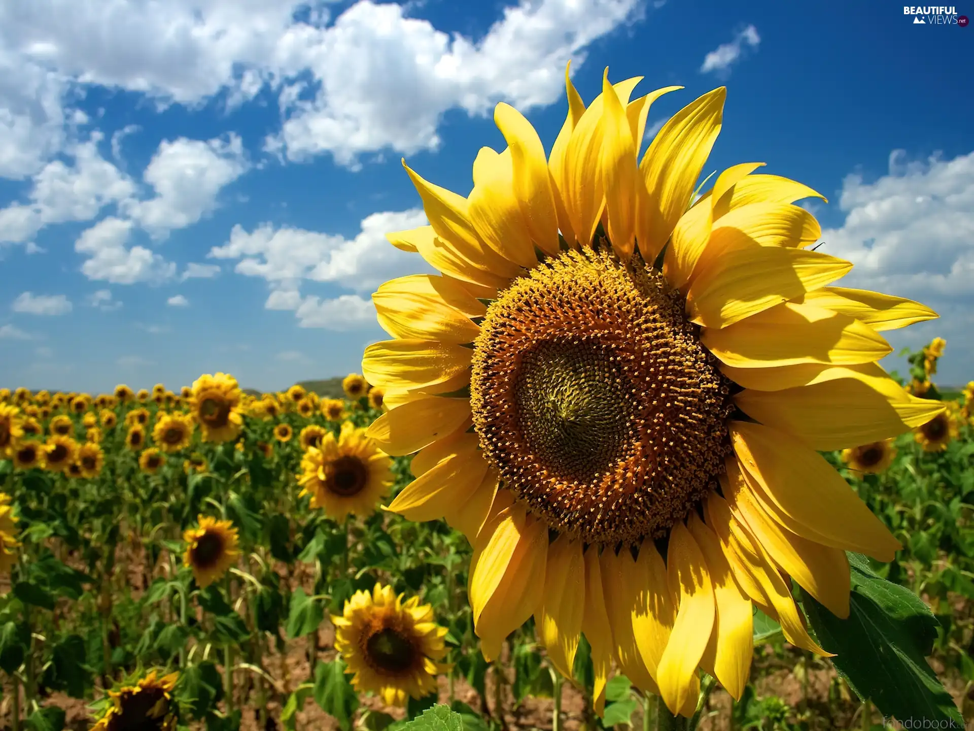 Nice sunflowers, clouds