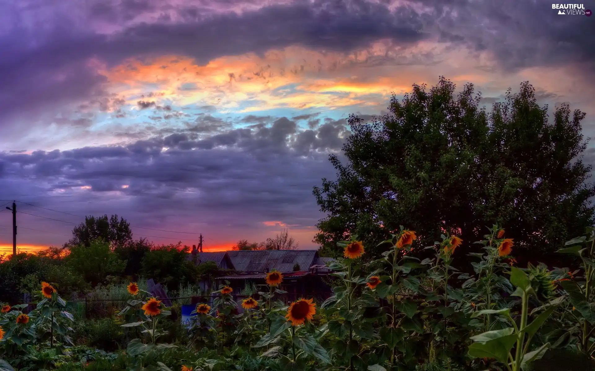 west, clouds, Nice sunflowers, sun