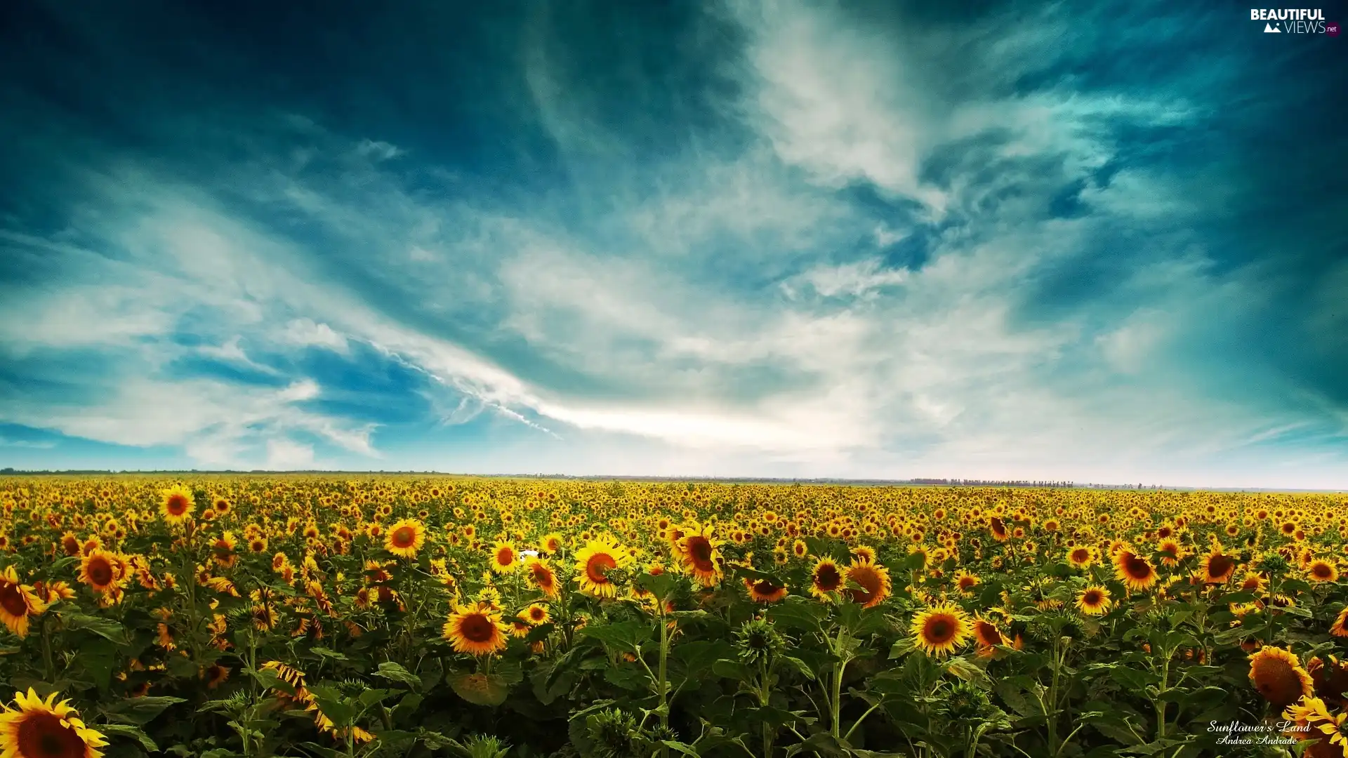 west, Field, Nice sunflowers, sun