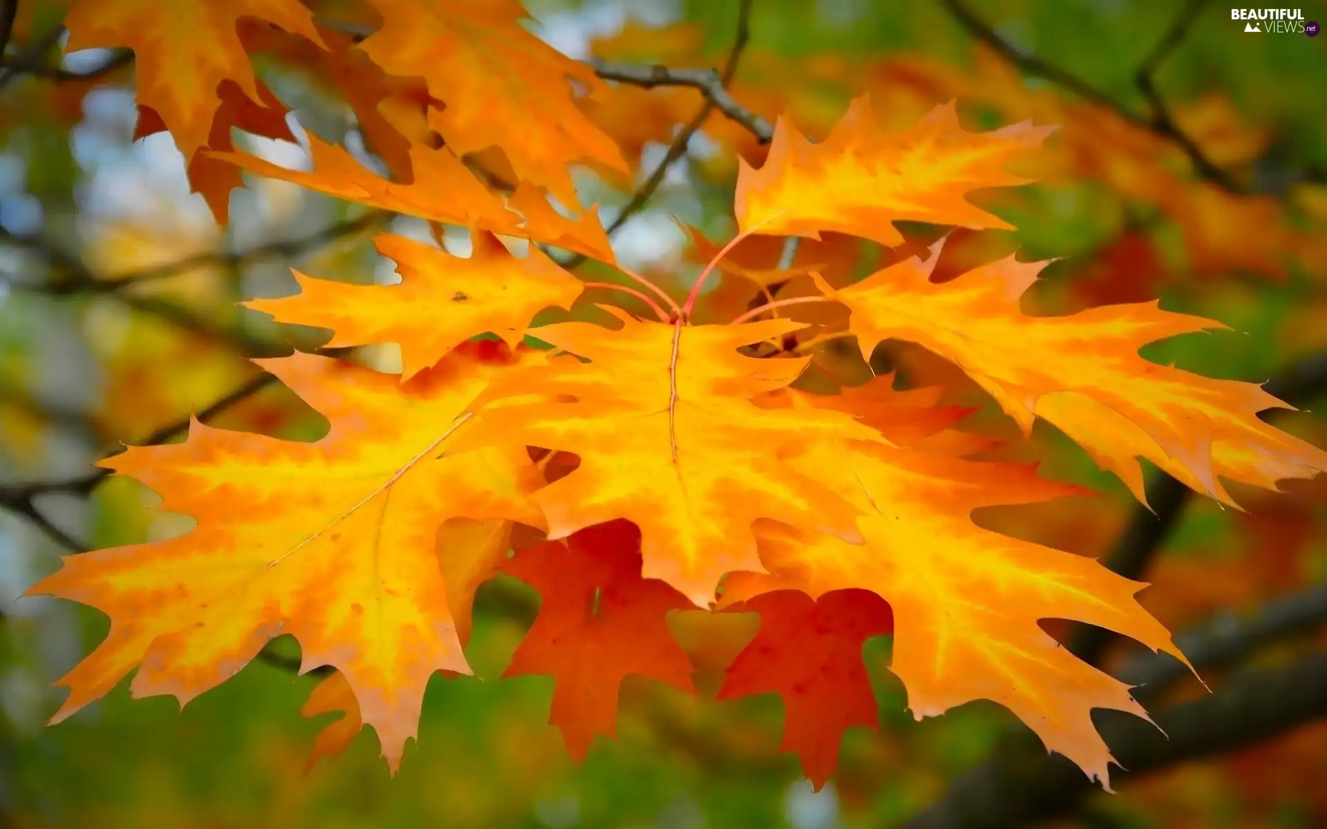 Leaf, oak