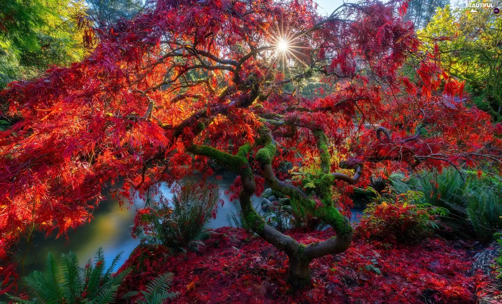 Leaf, autumn, Pond - car, trees, Park, Japanese Maple, rays of the Sun