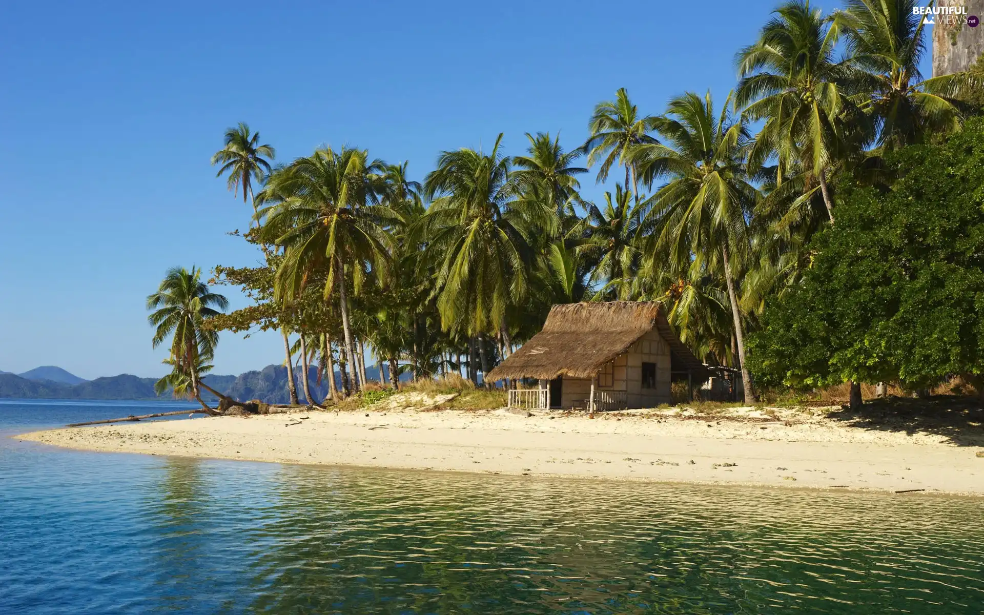 Palms, Island, Home