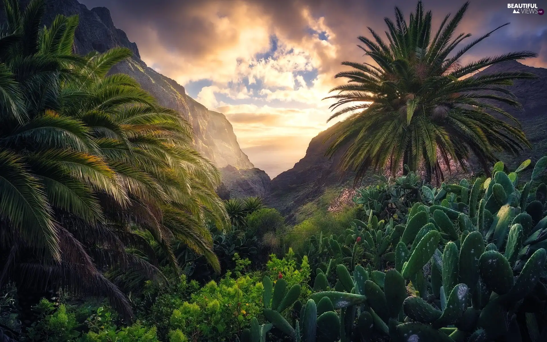 Mountains, VEGETATION, clouds, Palms