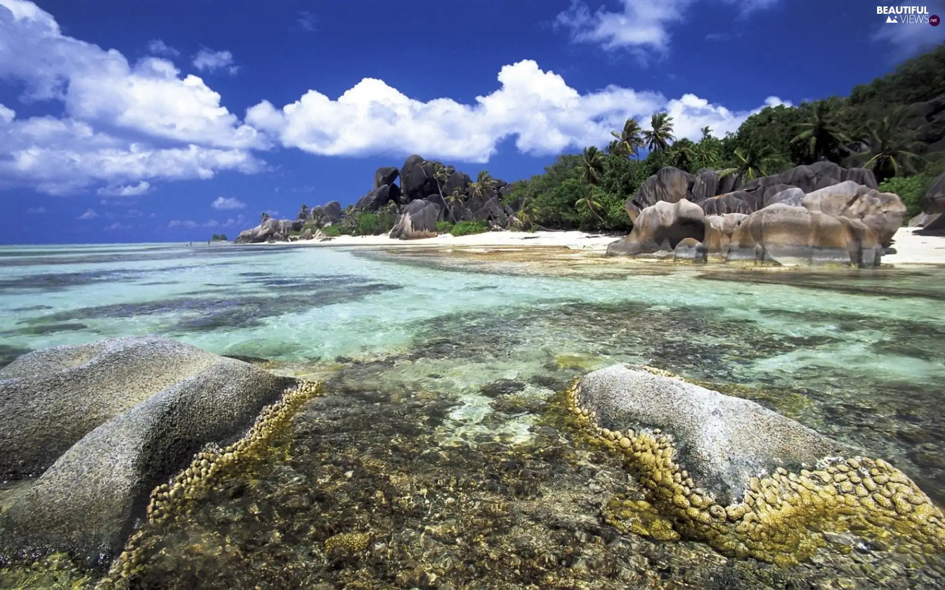 Palms, water, rocks