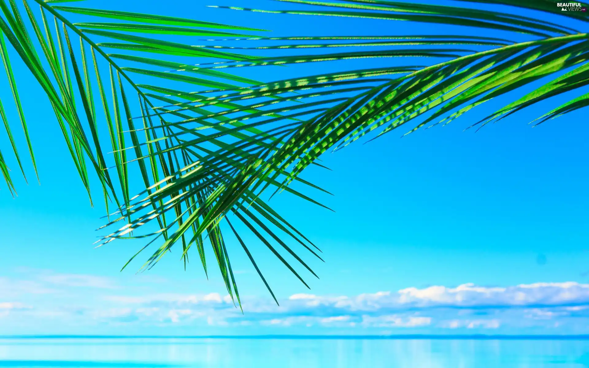 Sky, branch pics, Palms, sea