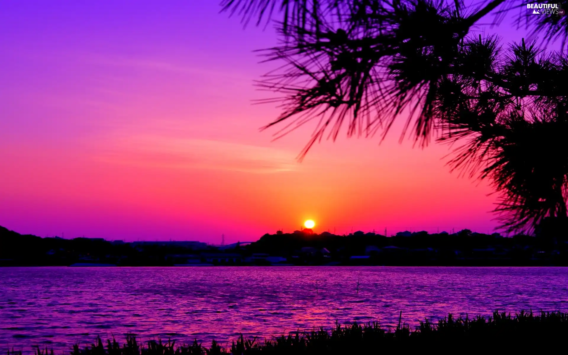 west, River, Palms, sun