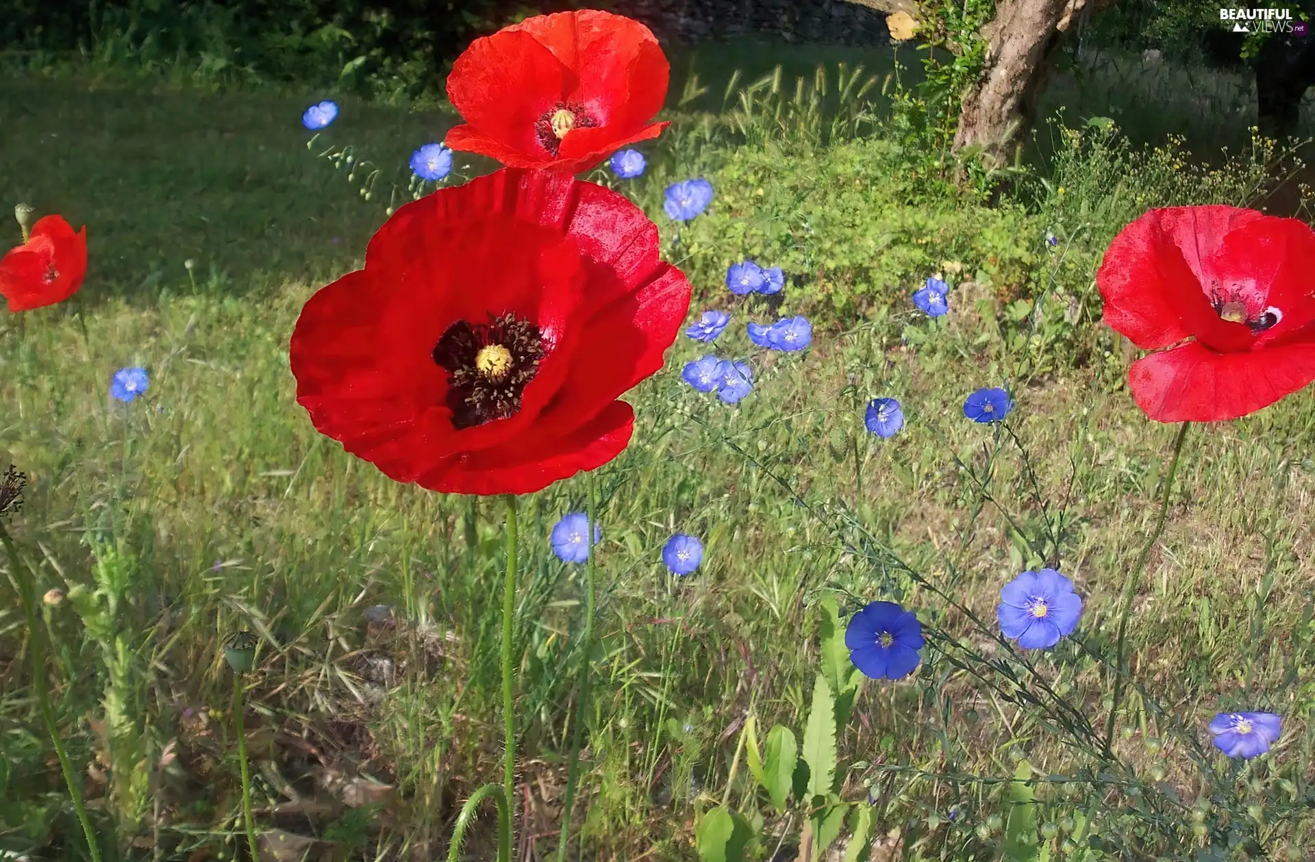 papavers, Meadow, Flowers