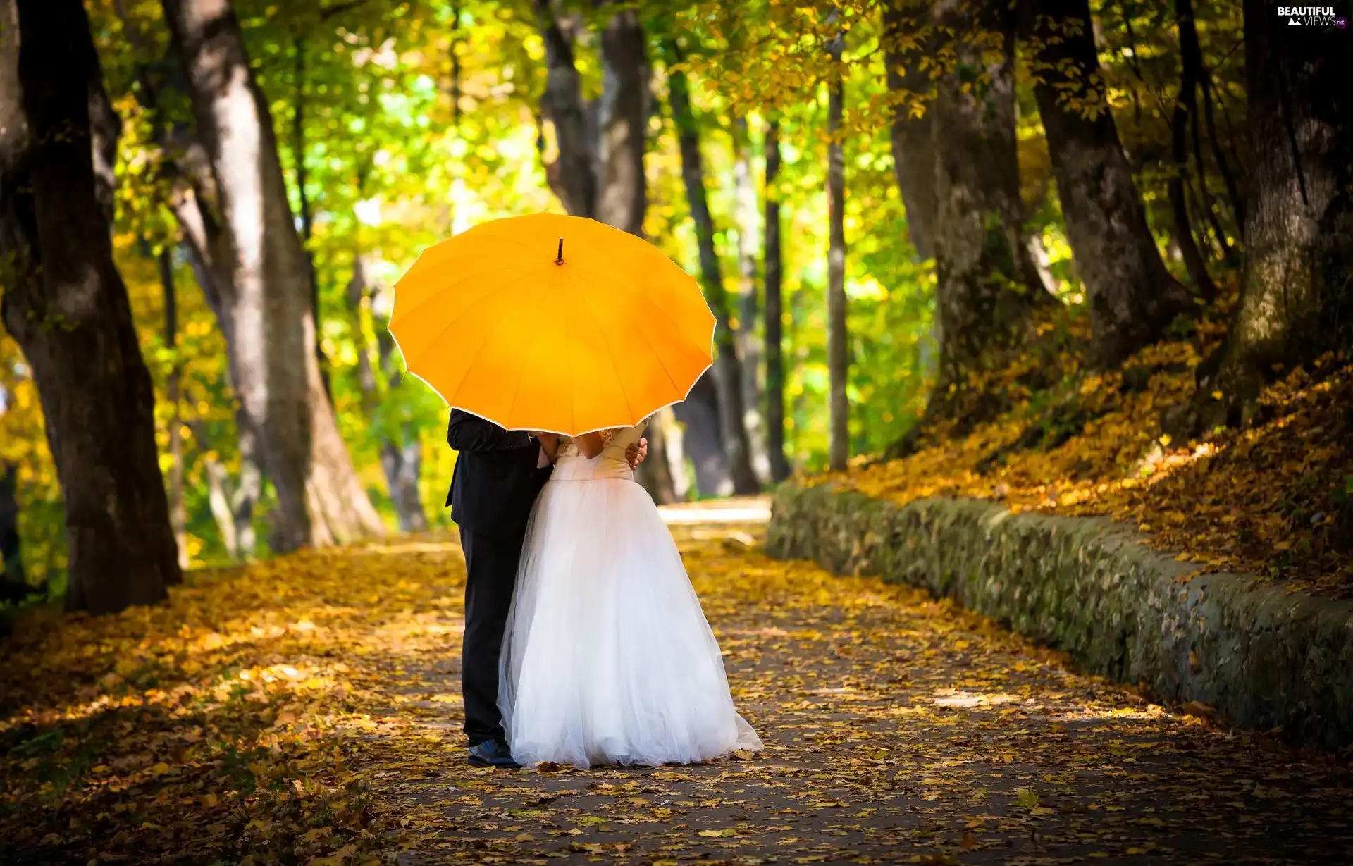 young, Umbrella, autumn, Steam