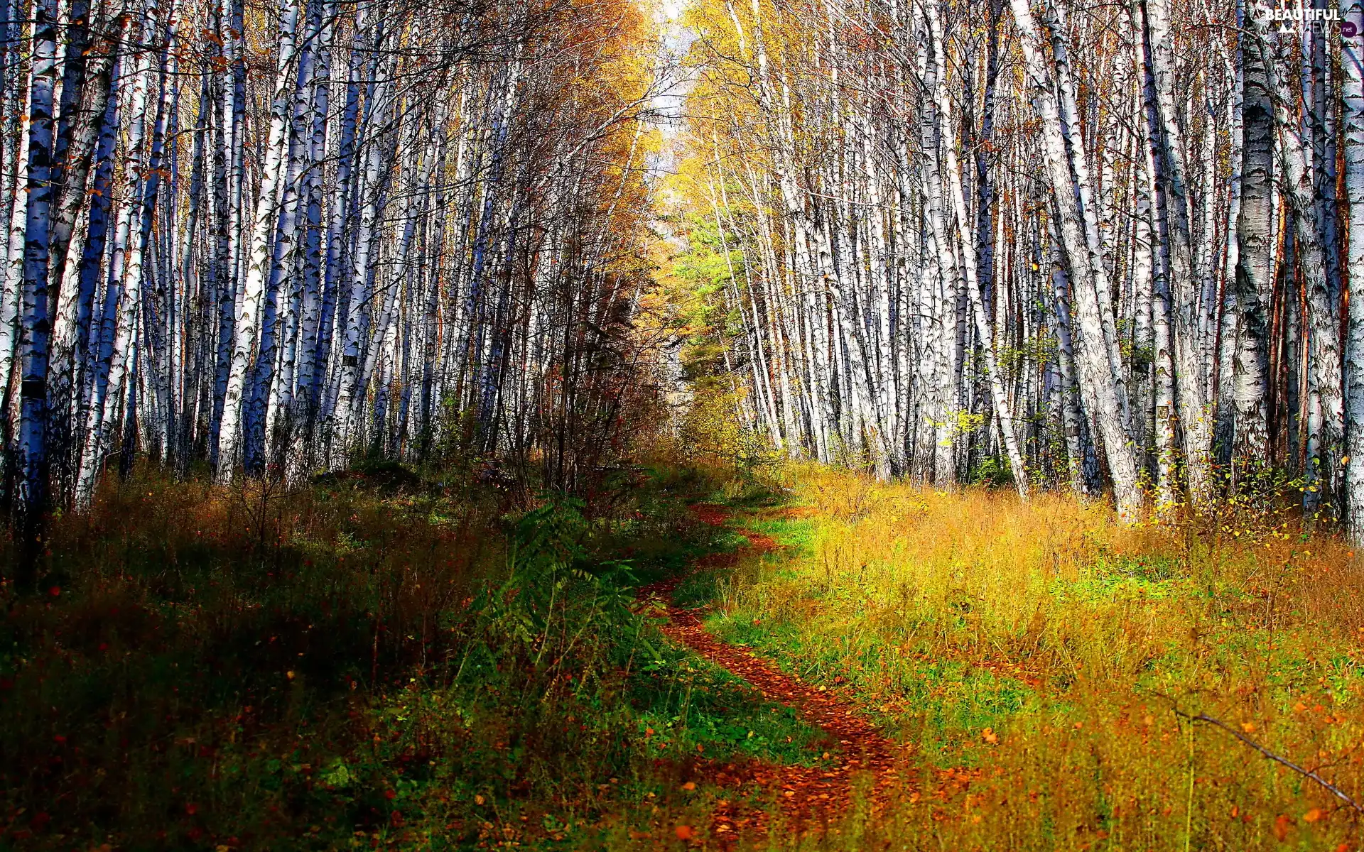 Path, forest, birch