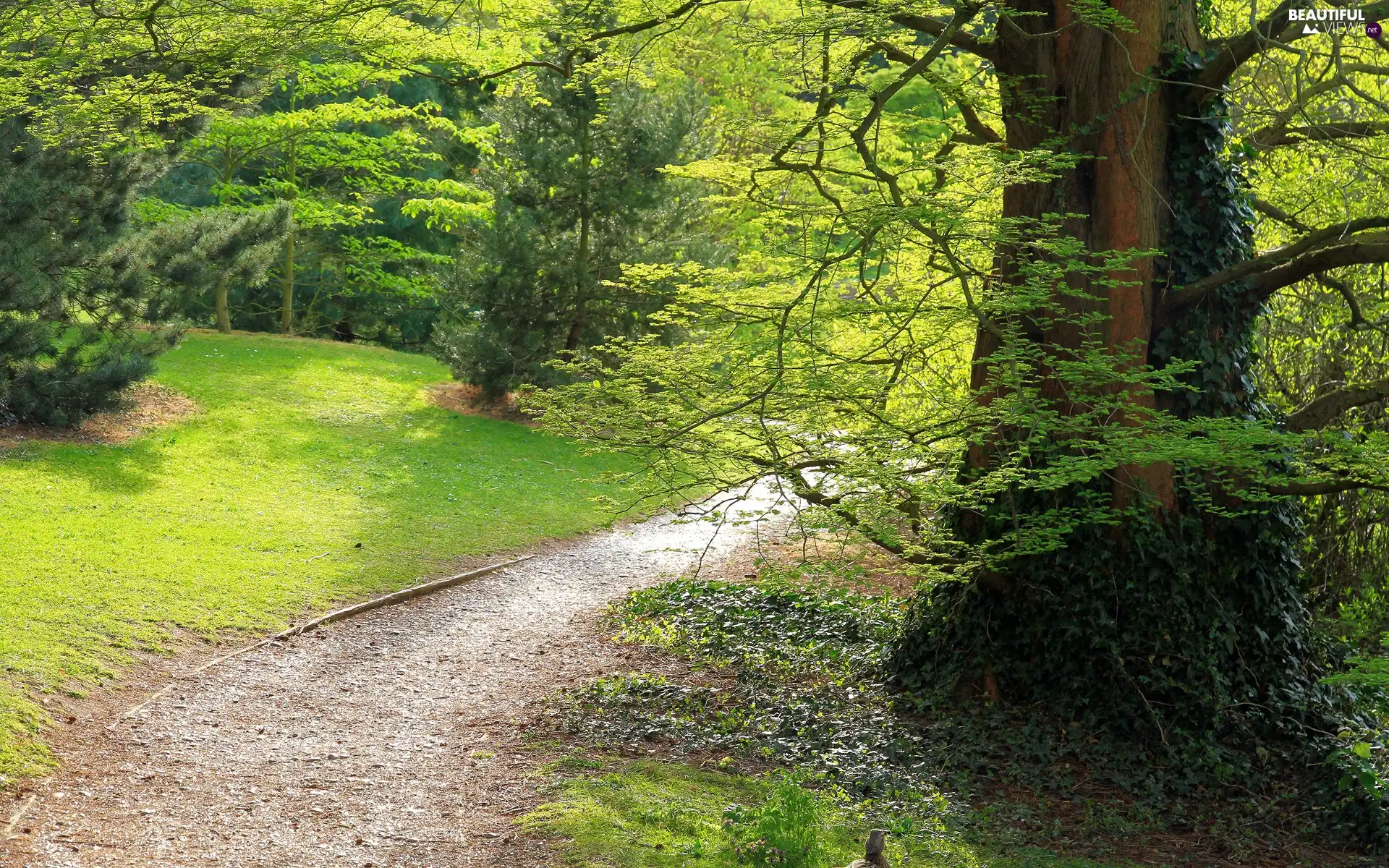 Park, viewes, Path, trees