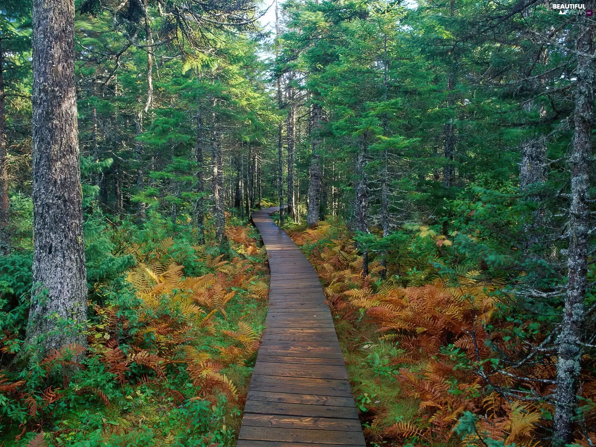 trees, forest, Path, viewes