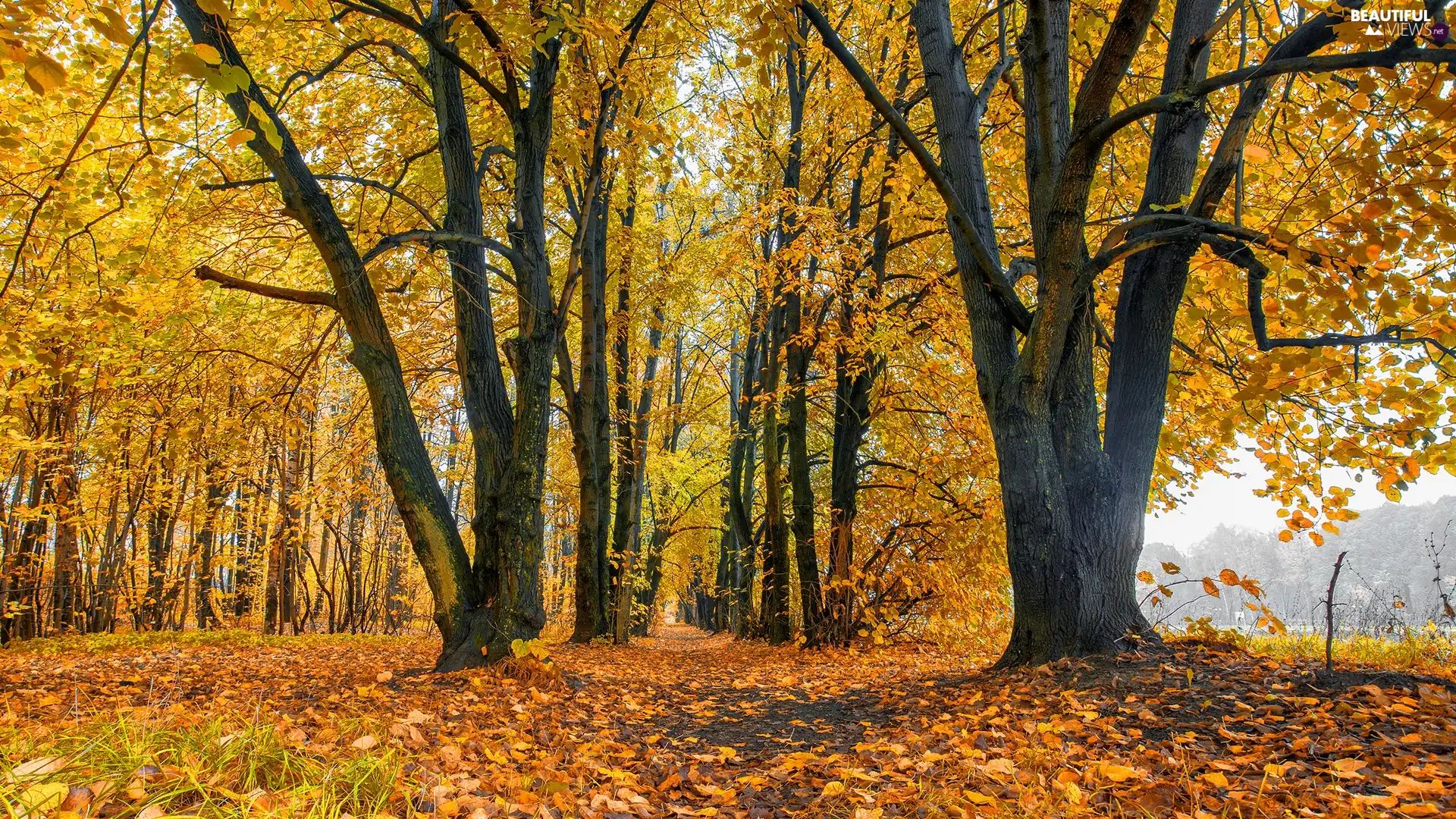 autumn, trees, Leaf, Path, Yellowed, viewes