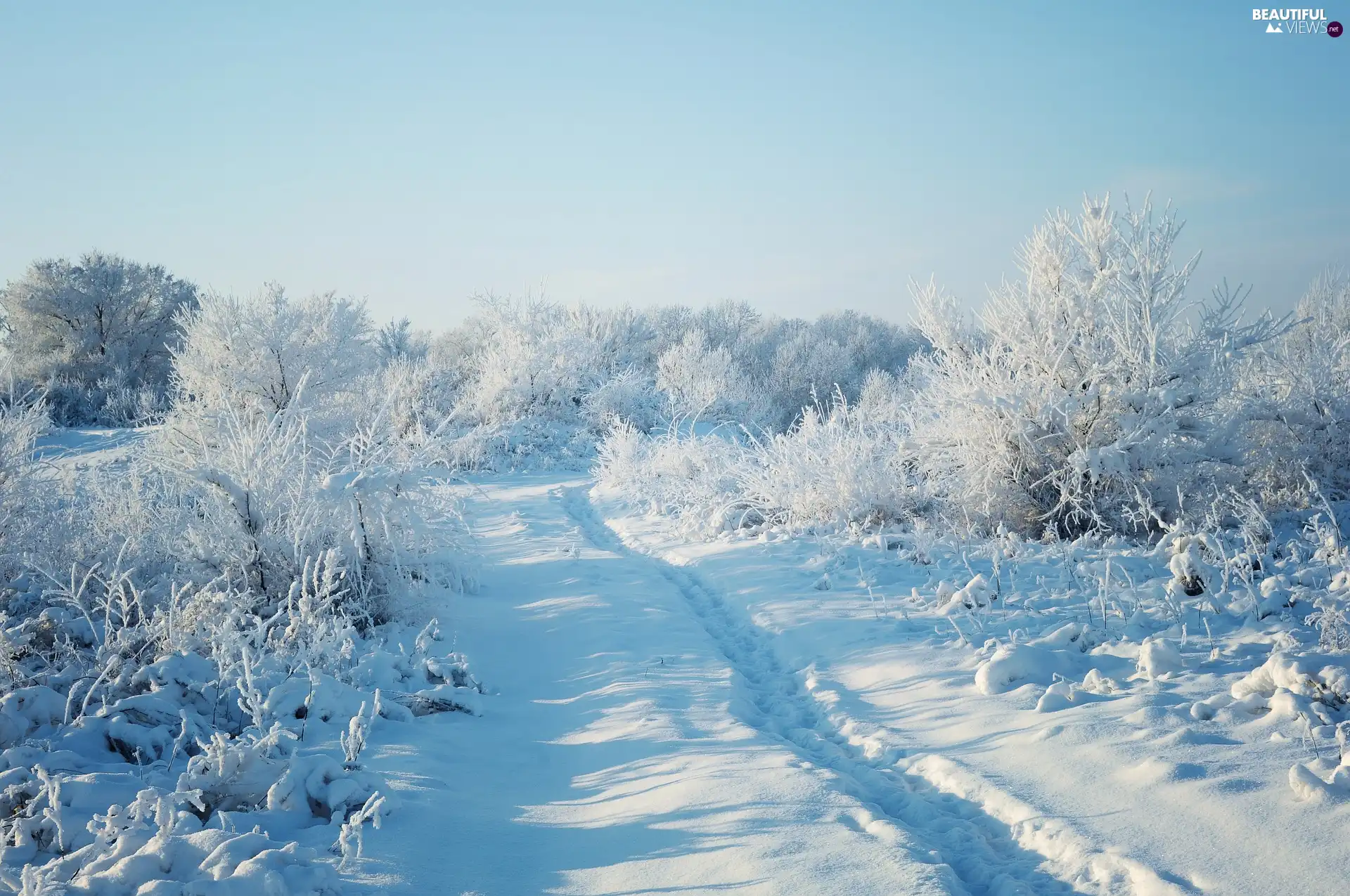 forest, snow, viewes, Path, winter, trees, Bush