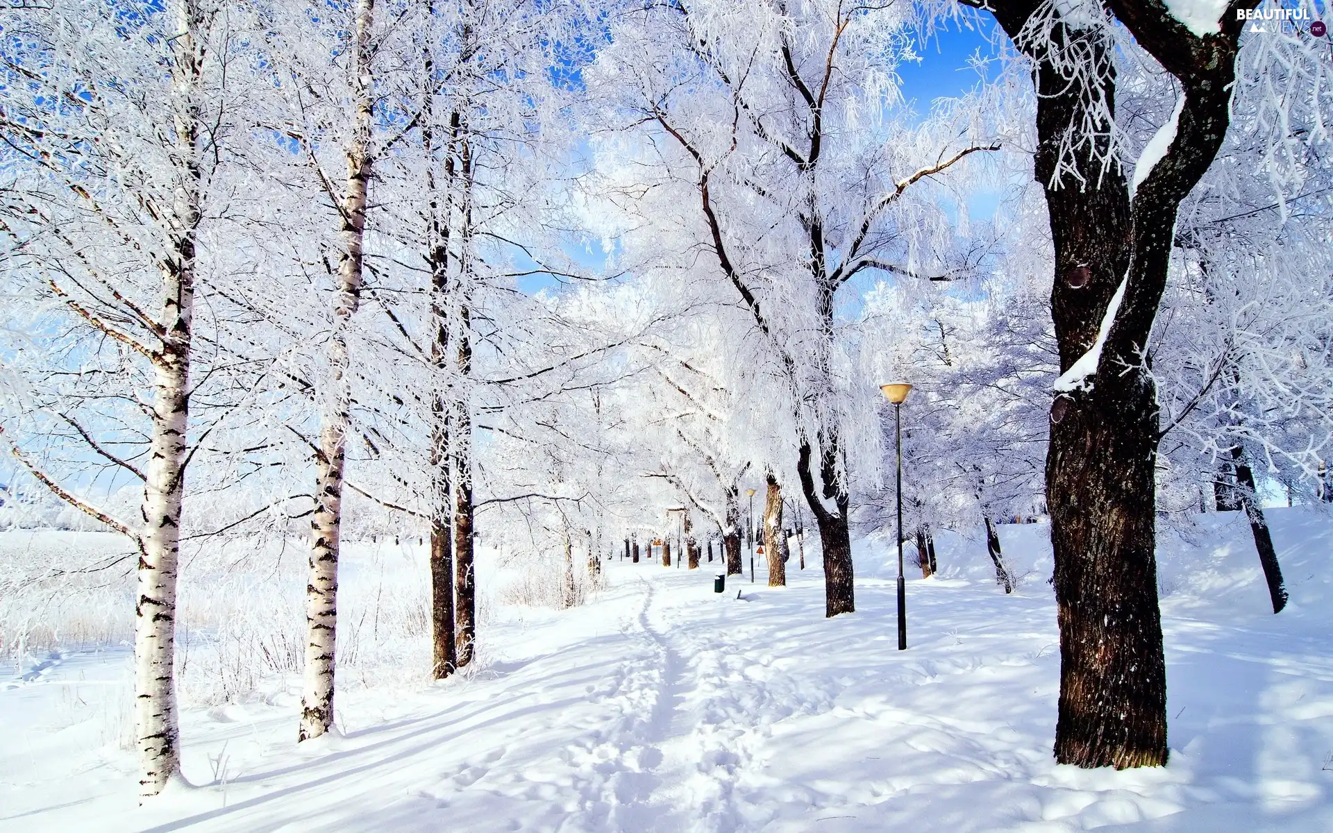 winter, birch, Path, snow