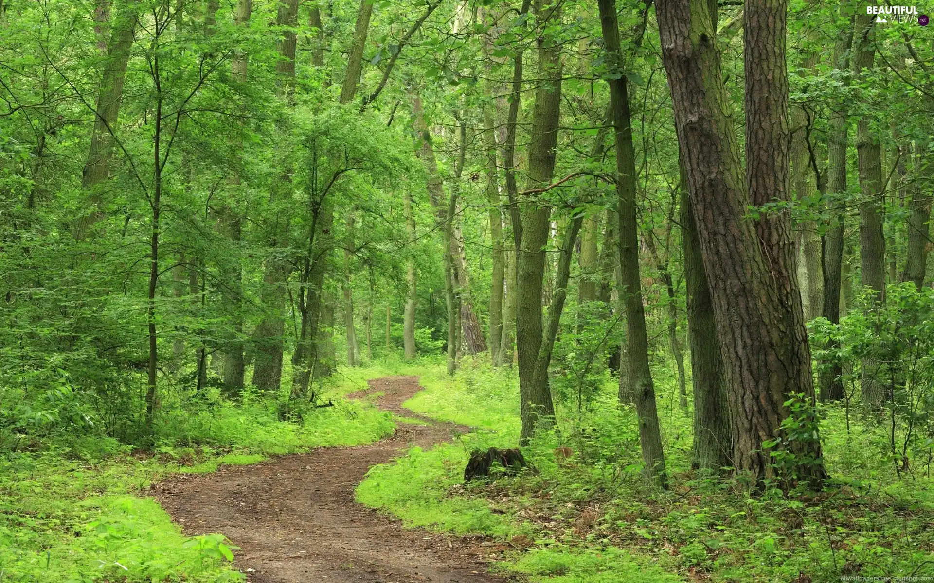 pathway, Green, forest