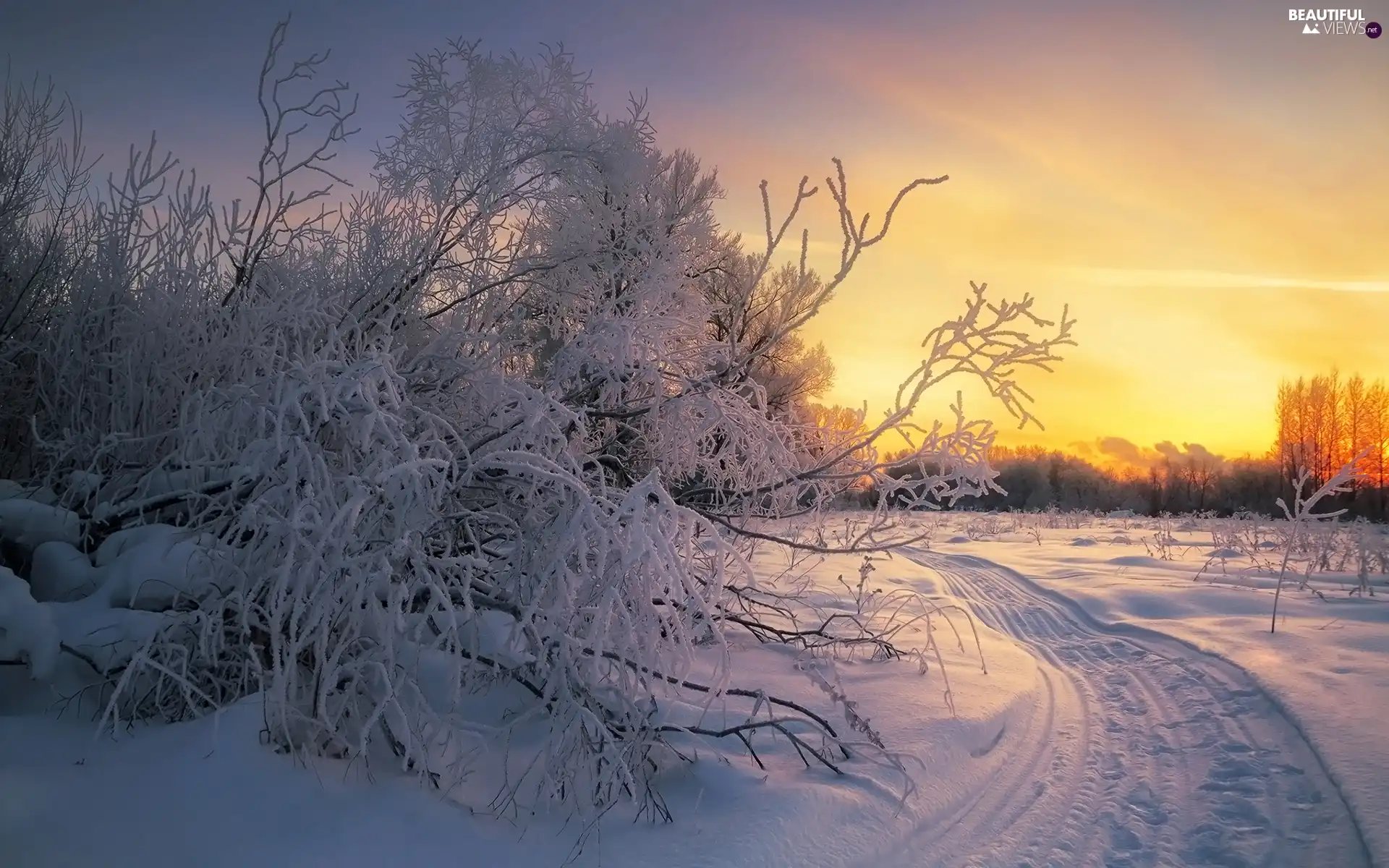 viewes, winter, branch pics, Way, Bush, trees