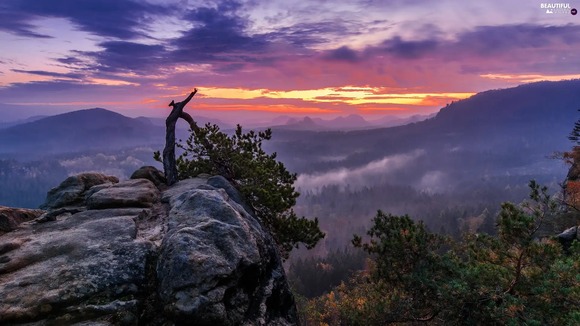 rocks, Sunrise, viewes, pine, trees, Mountains