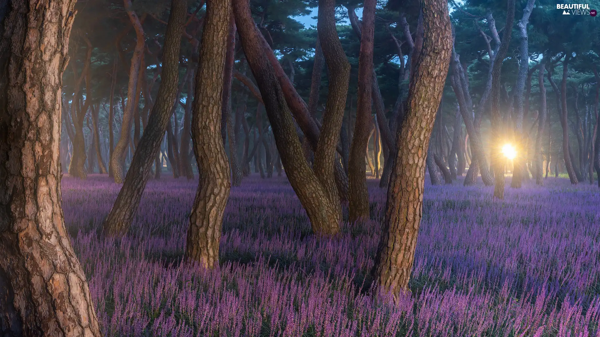 pine, trees, heathers, viewes, forest, Flowers, light breaking through sky