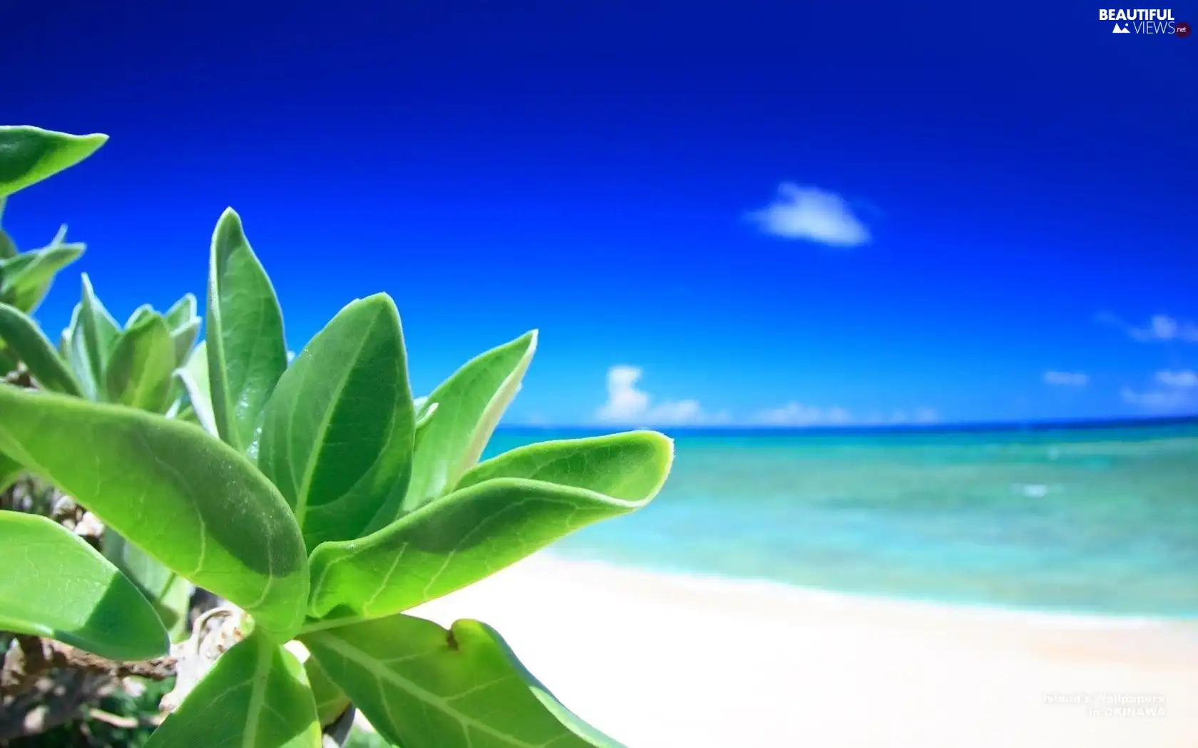 Beaches, Green, plant, sea