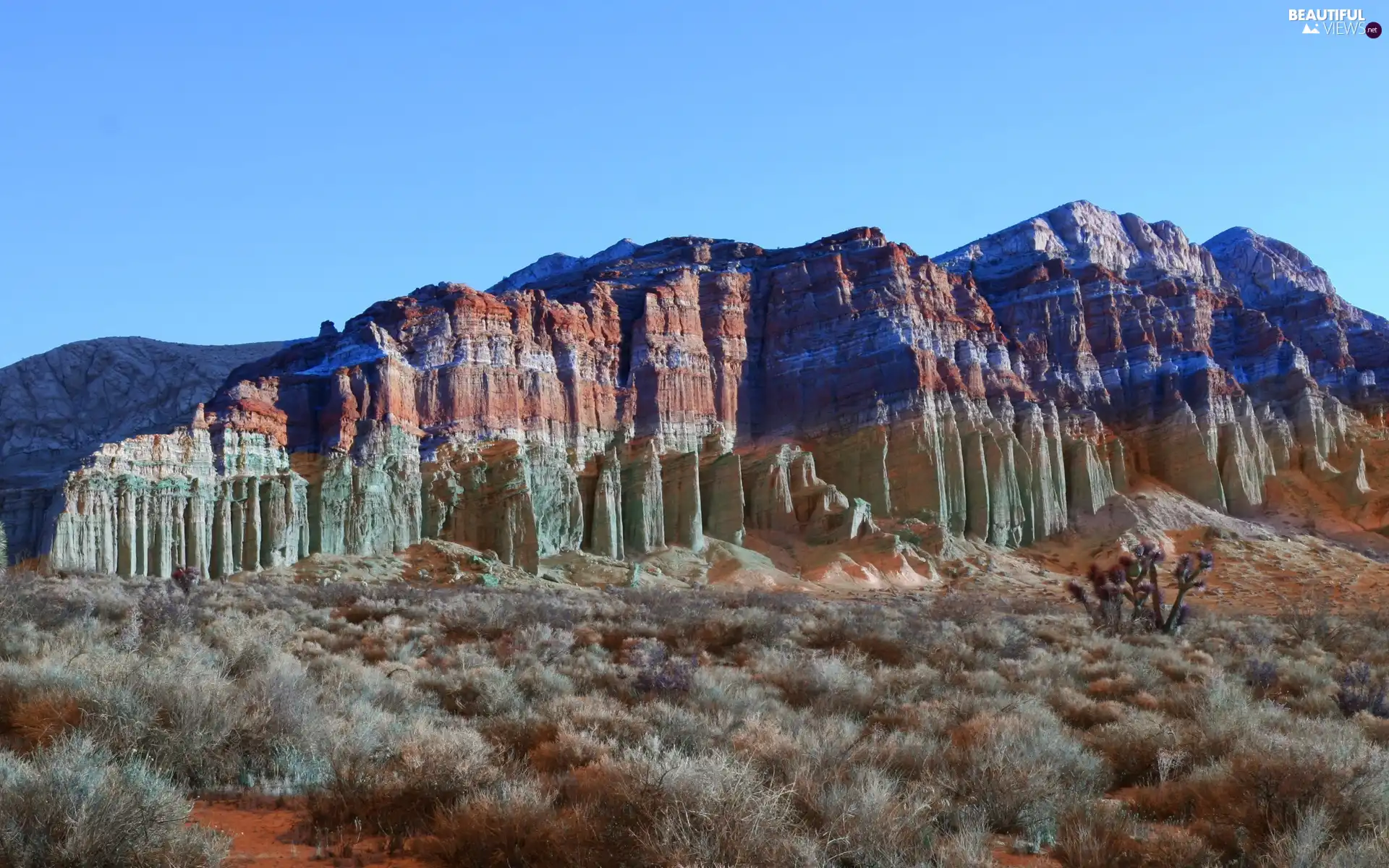 Plants, Red, canyon