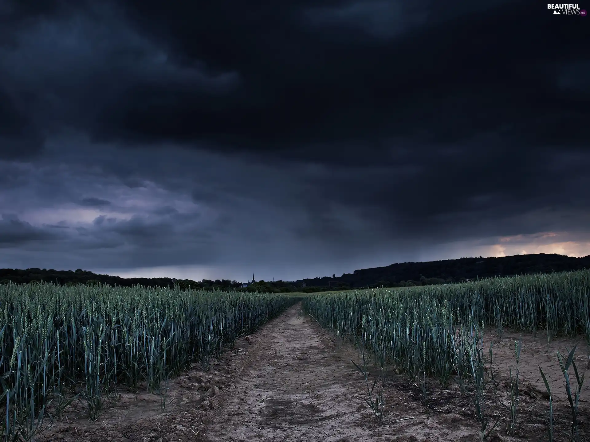 Plants, Sky, field