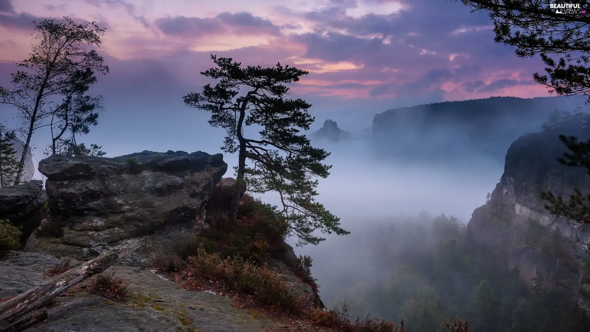 morning, Plants, Fog, pine, rocks