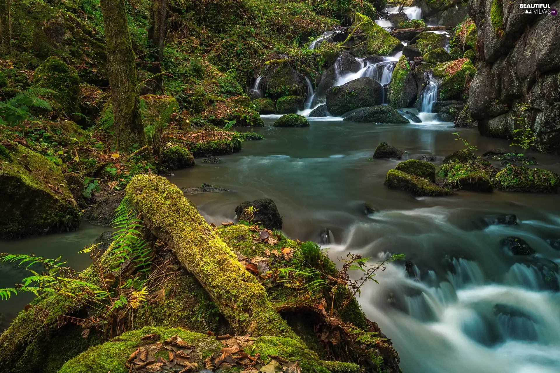 Stones, Plants, River, mossy, rocks