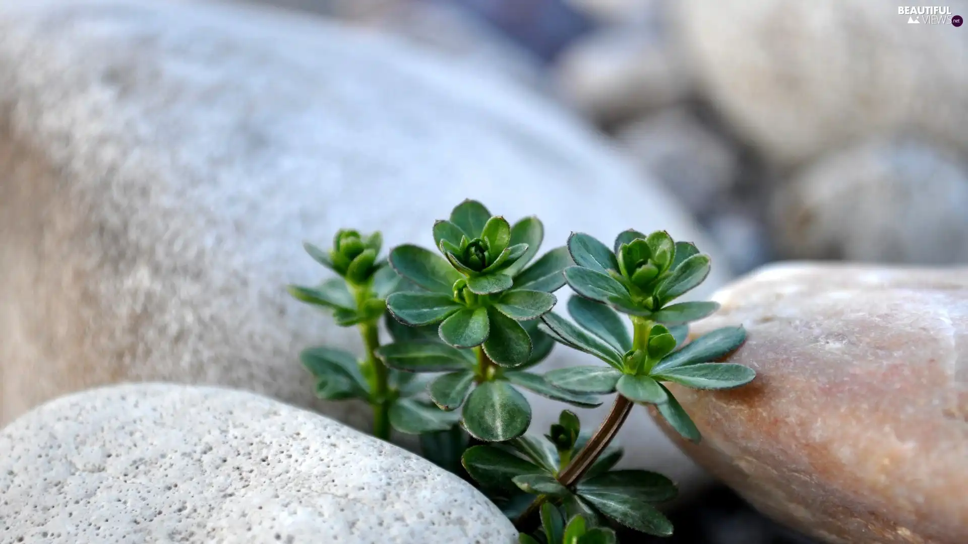 Stones, plants