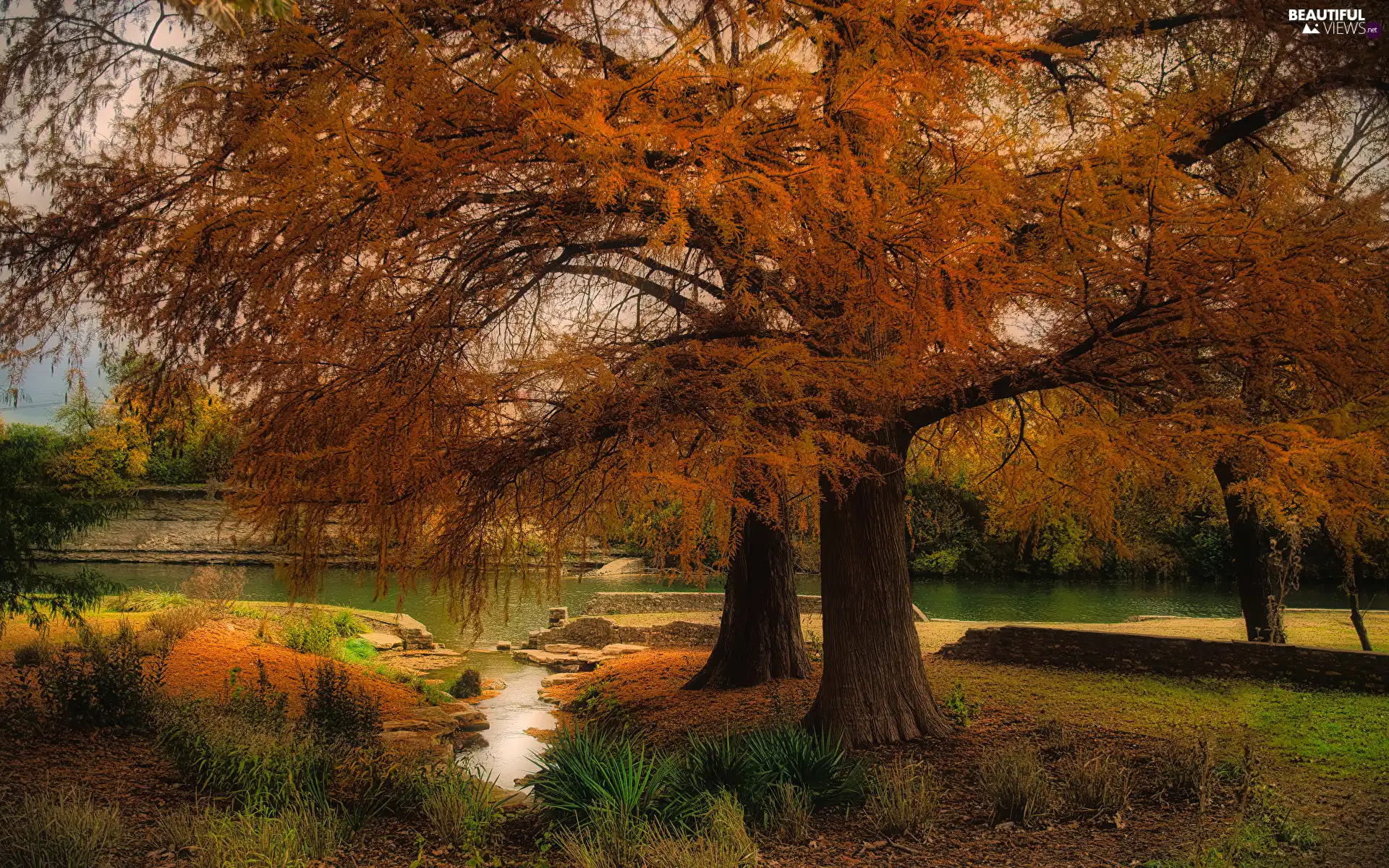 River, Plants, trees, viewes, autumn