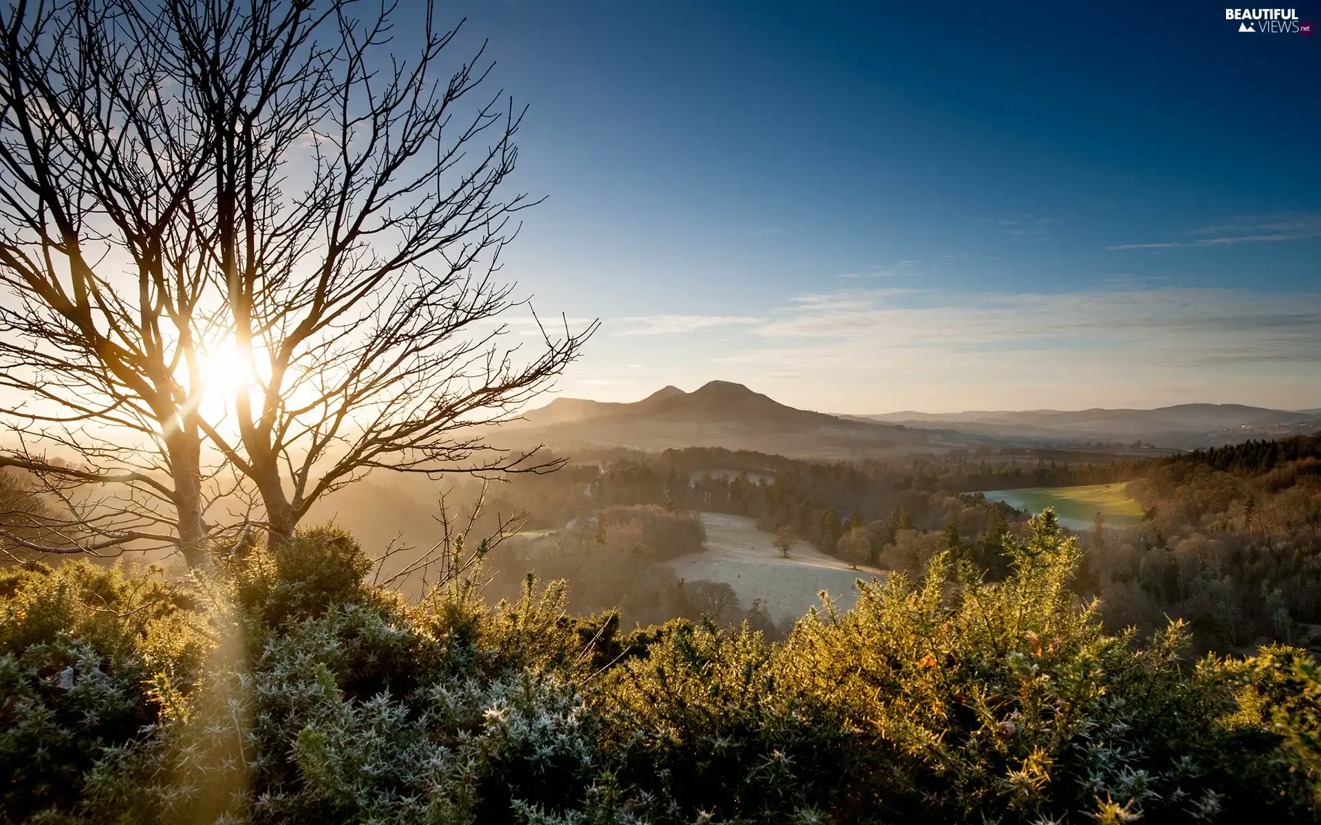 Plants, trees, sun, The Hills, west