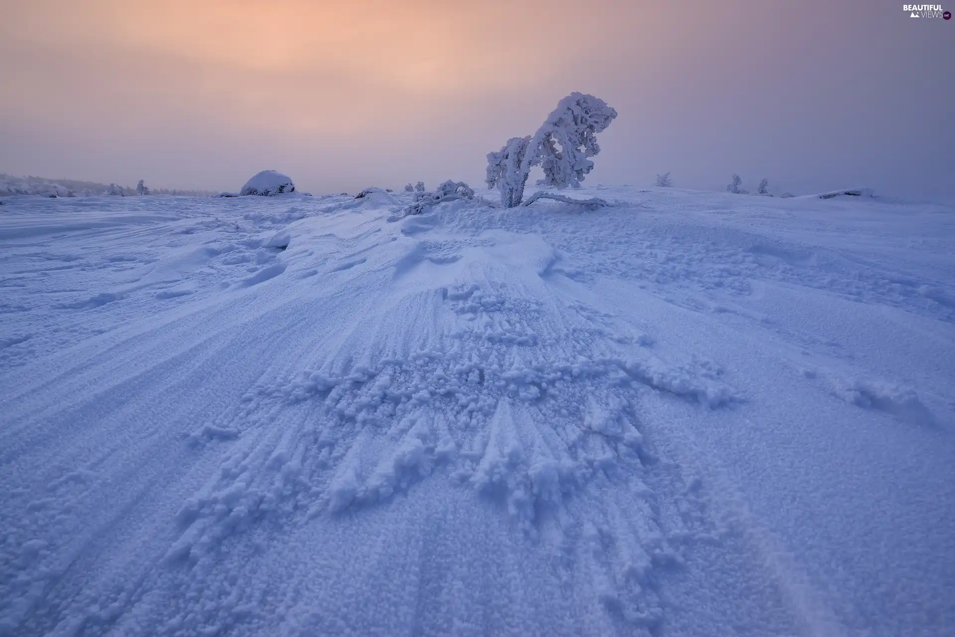 drifts, snow, trees, White frost, winter, Snowy, Plants