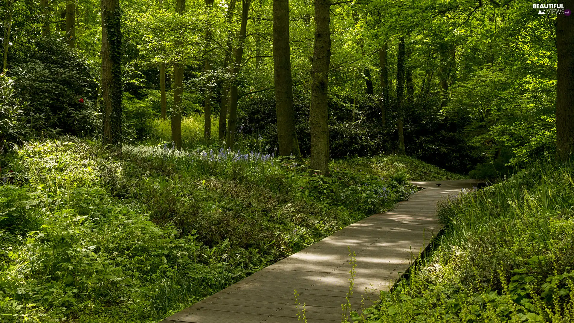 viewes, Park, lane, Platform, grass, trees