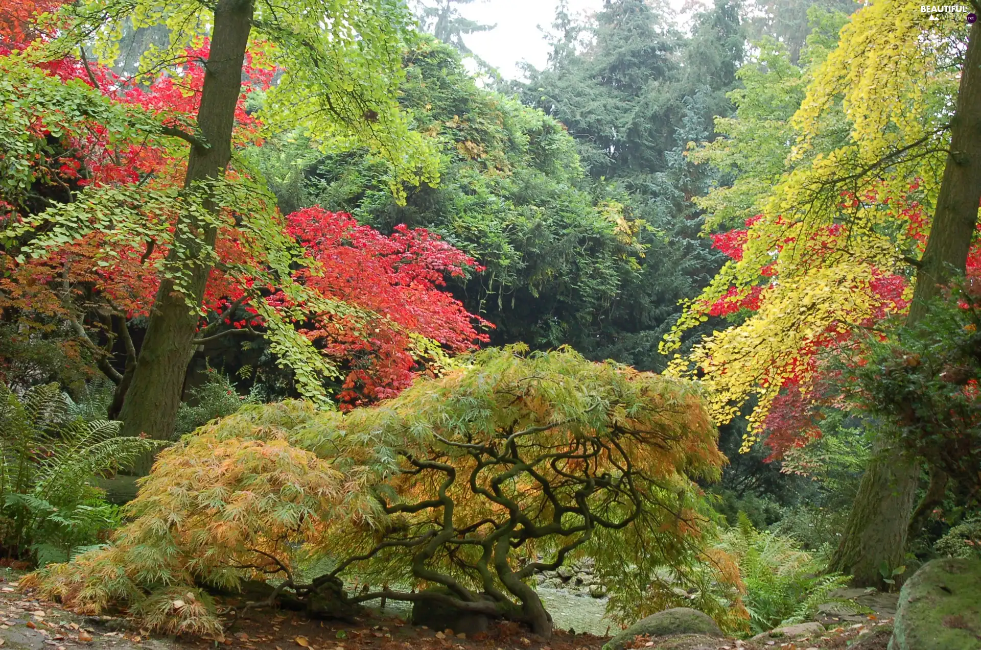 Garden, Przelewice, Poland, japanese