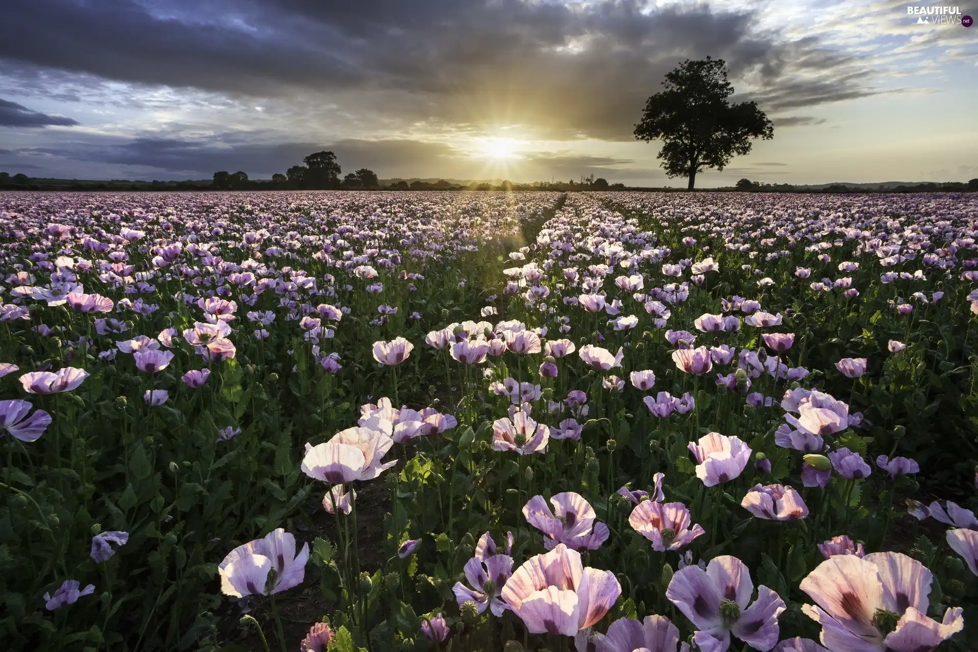 Field, poppy