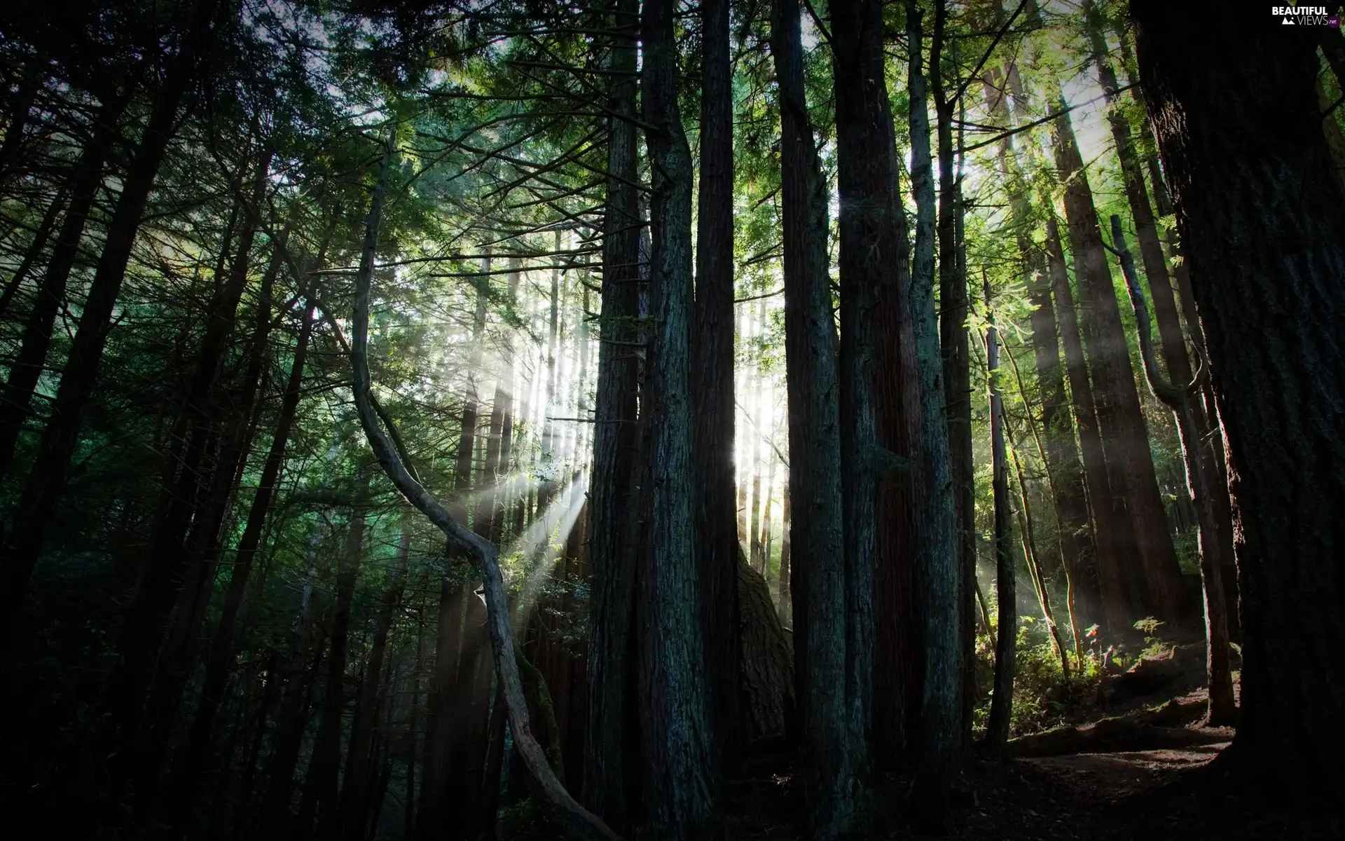 forest, Przebijające, luminosity, ligh, flash, viewes, trees, sun