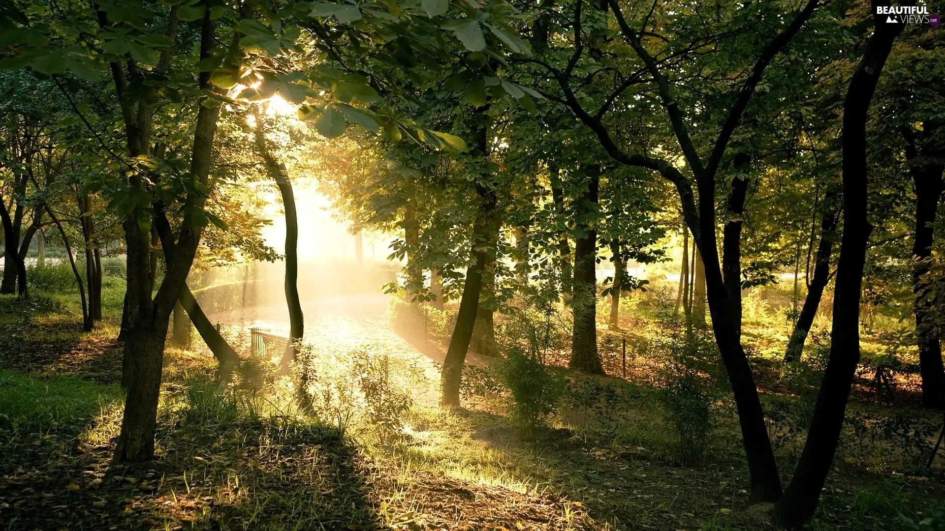 Przebijające, sun, trees, viewes, forest