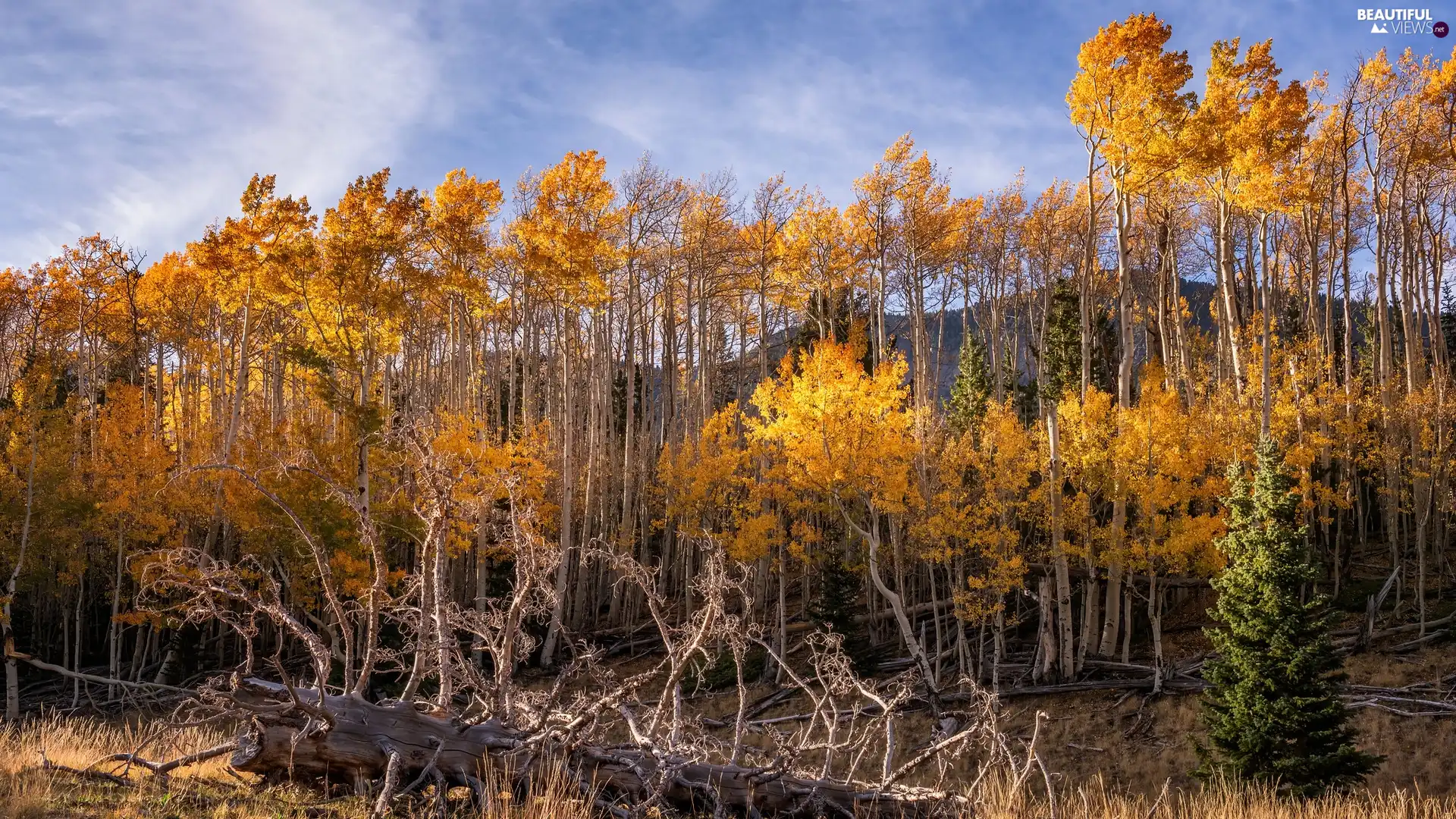 Quaking Aspen, Lod on the beach, trees, viewes, autumn