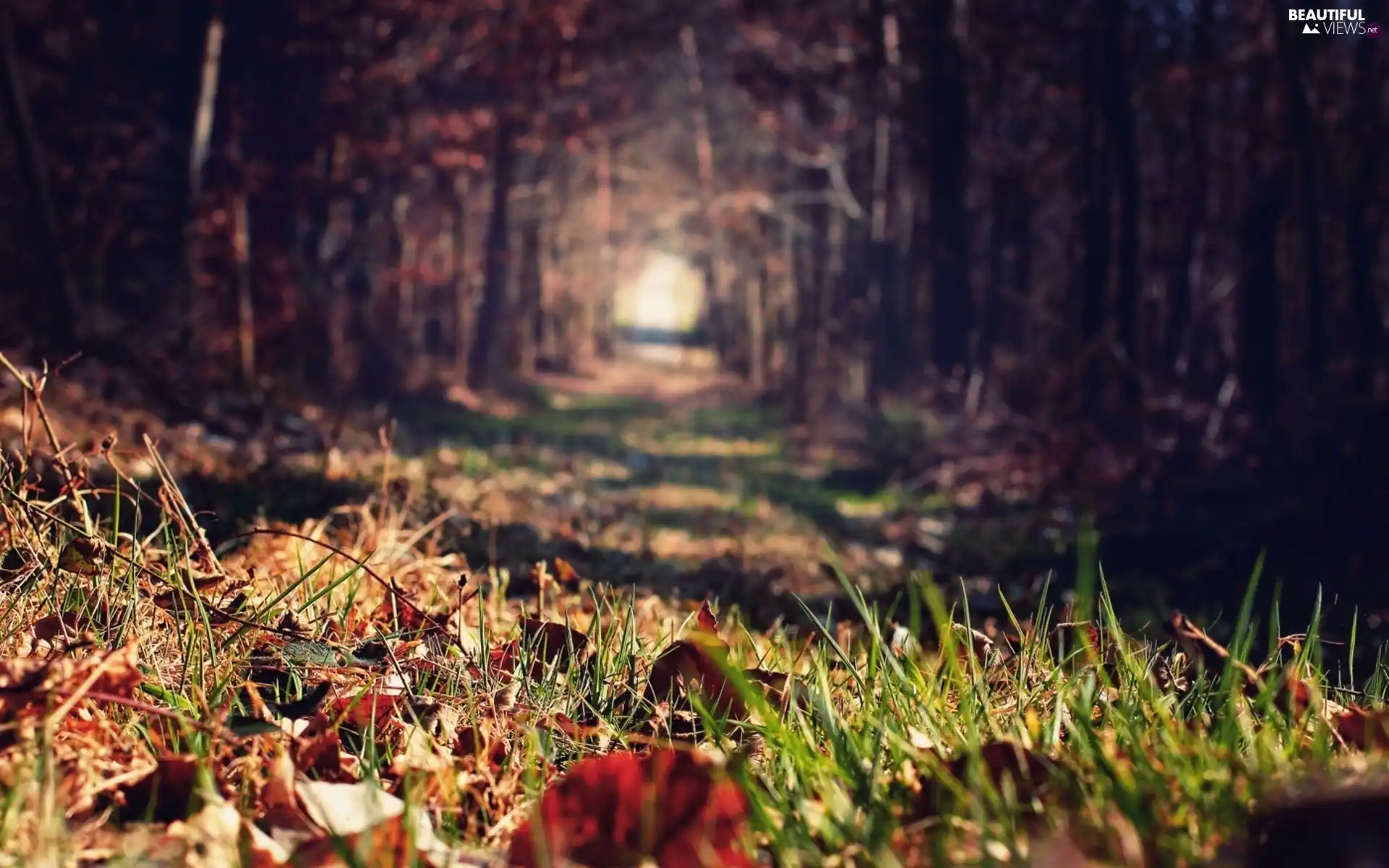 rapprochement, grass, forest