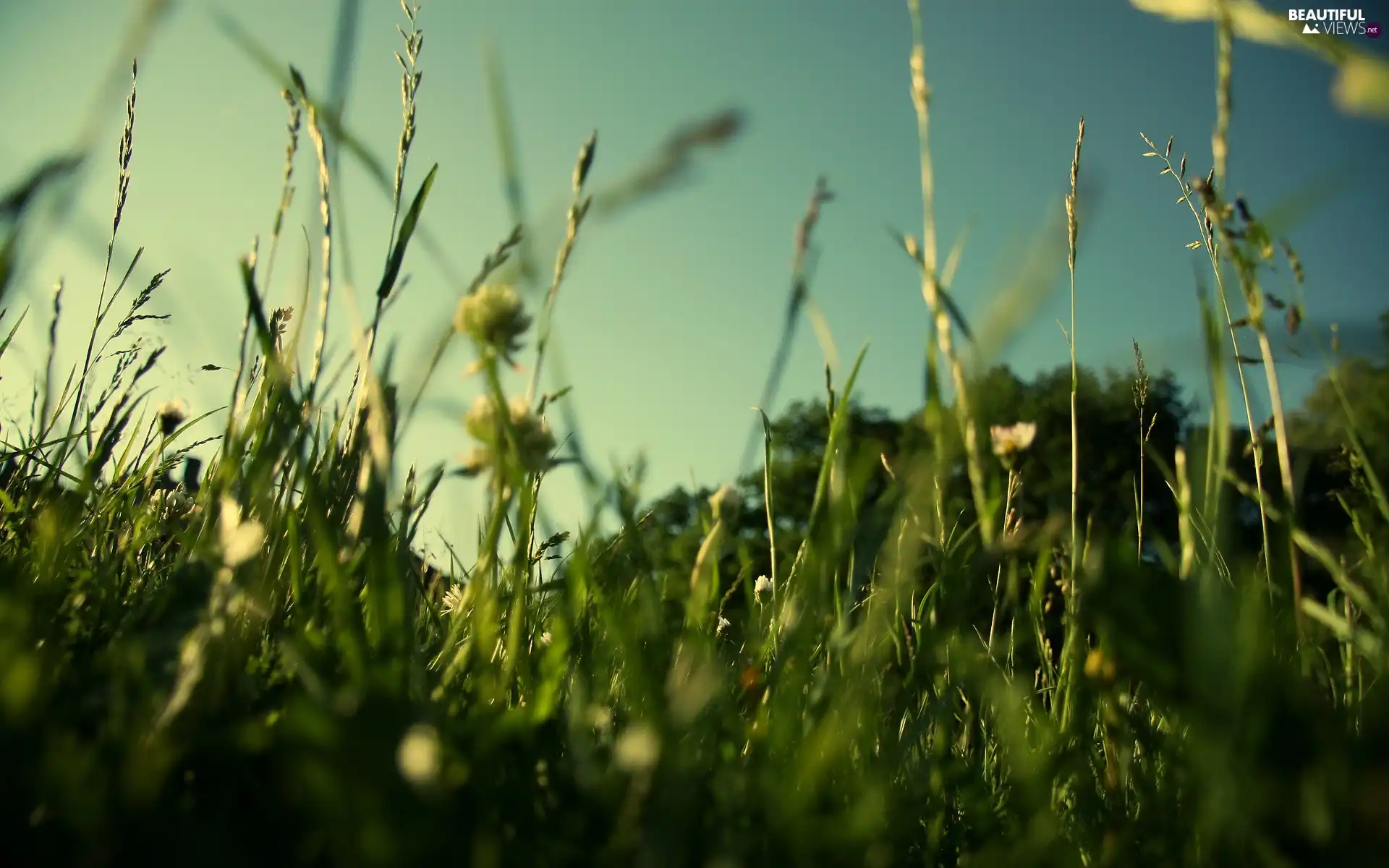 grass, sun, rays, Sky