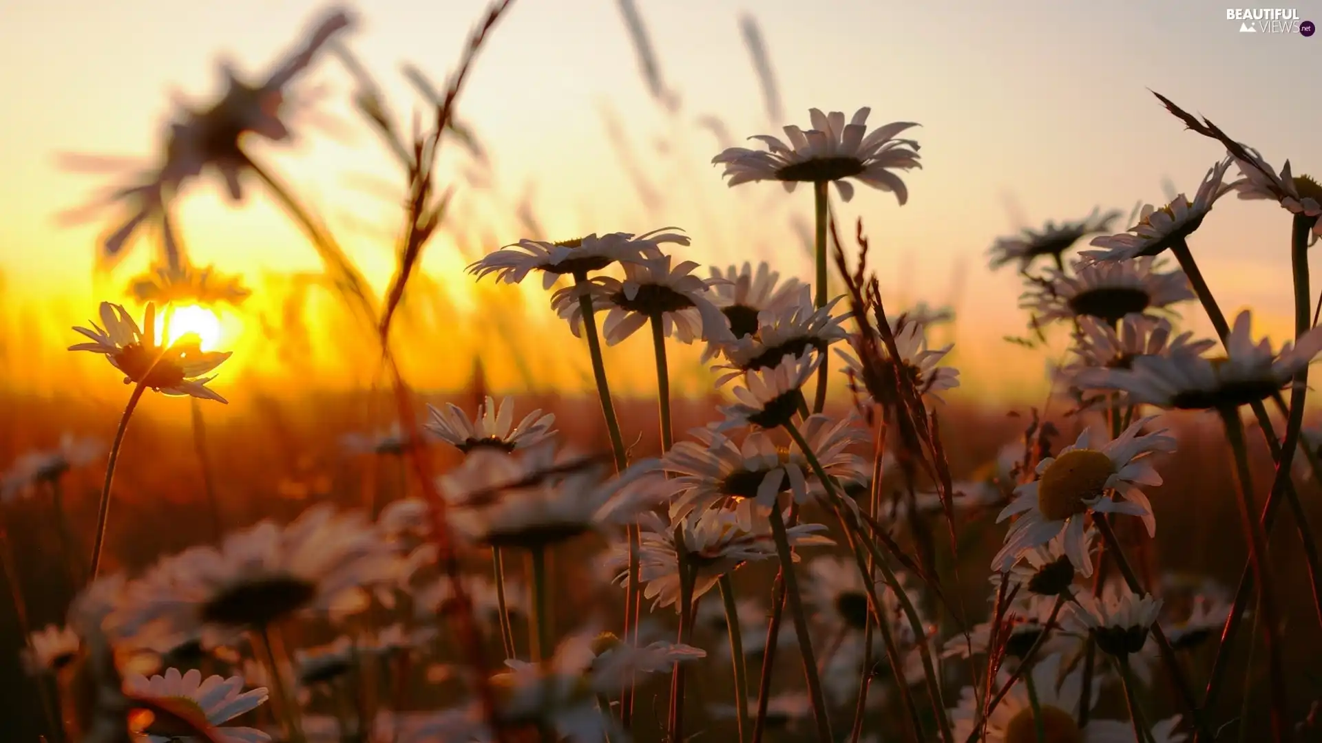 daisy, Meadow, rays