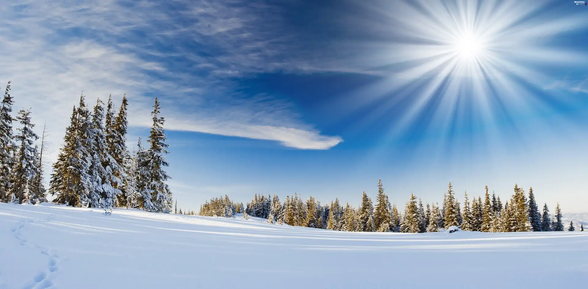 rays, snow, Spruces