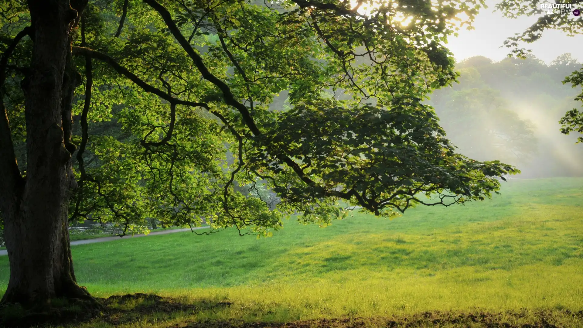 viewes, summer, rays, sun, grass, trees