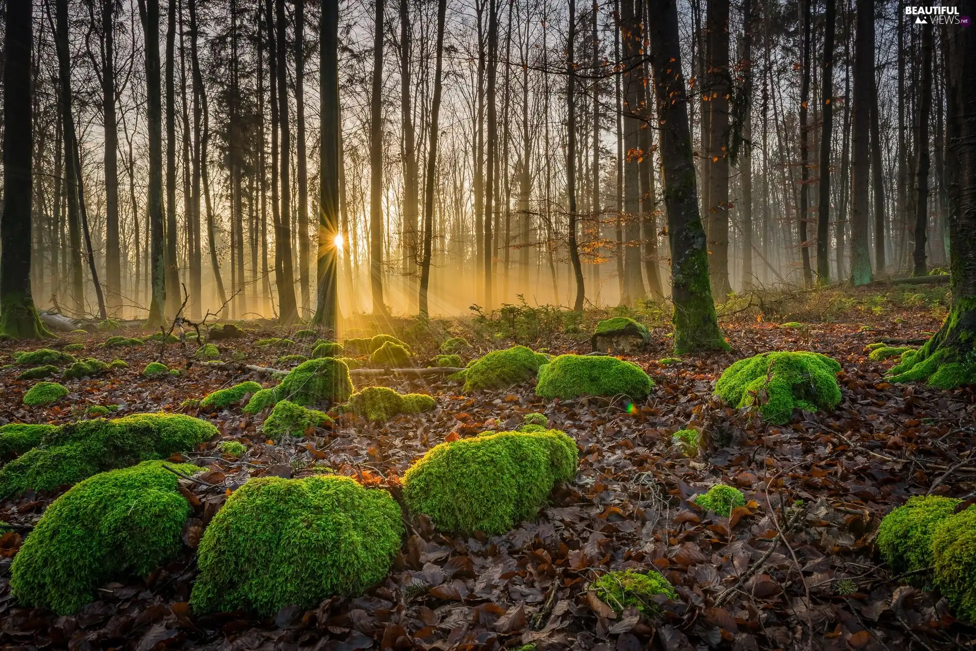 forest, rays of the Sun