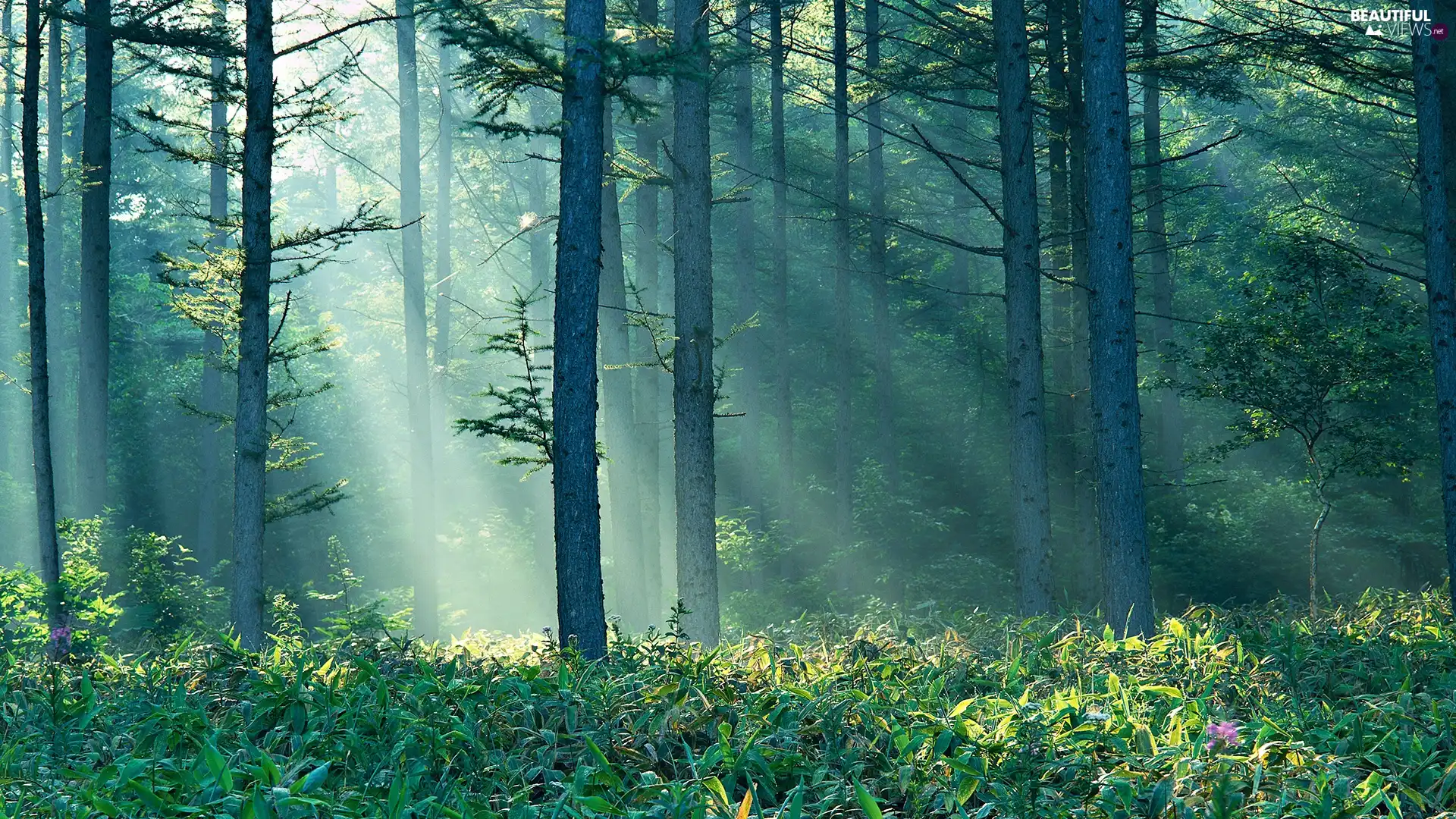 rays, sun, viewes, grass, trees